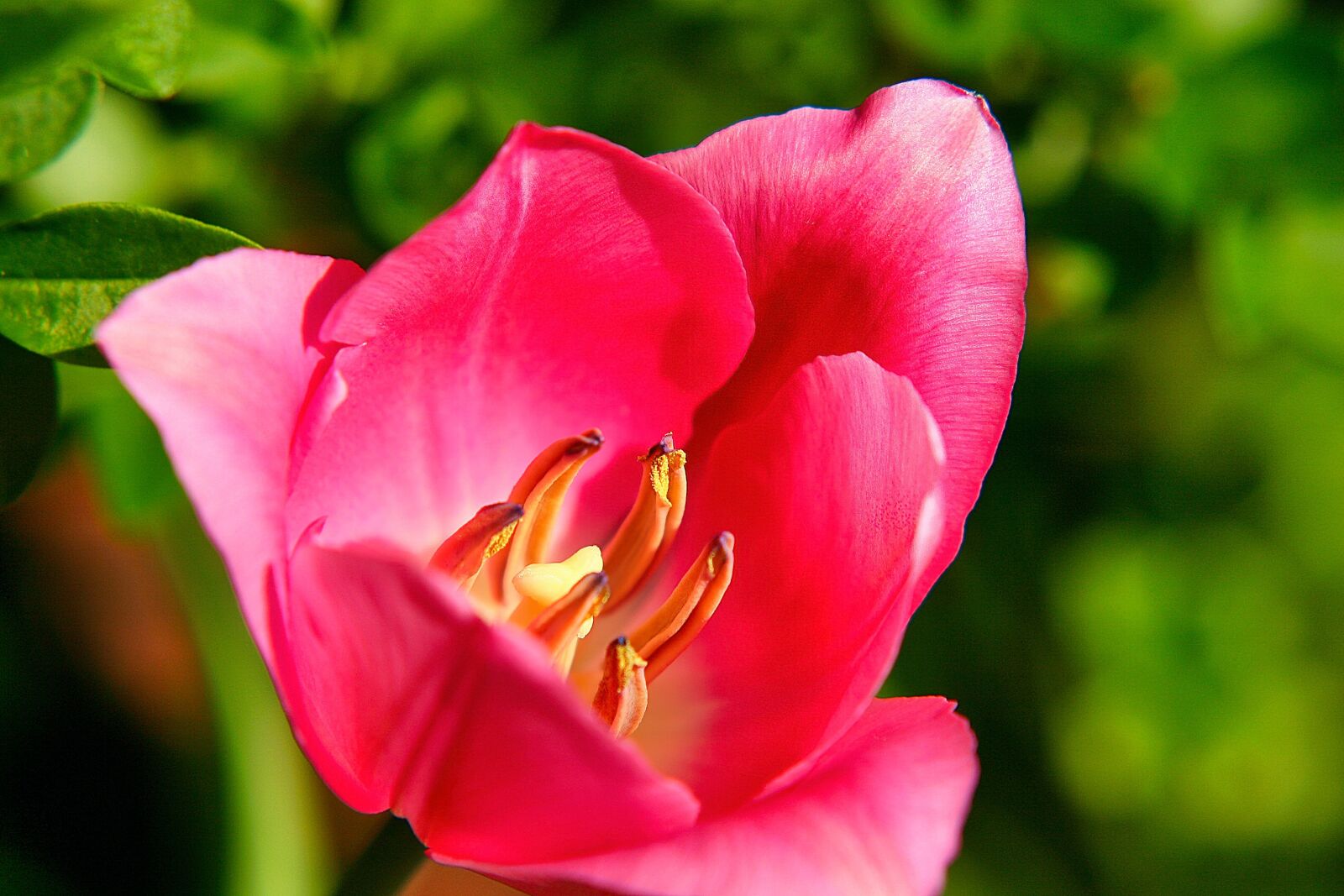 Canon EOS 20D sample photo. Flower, tulip, petals photography