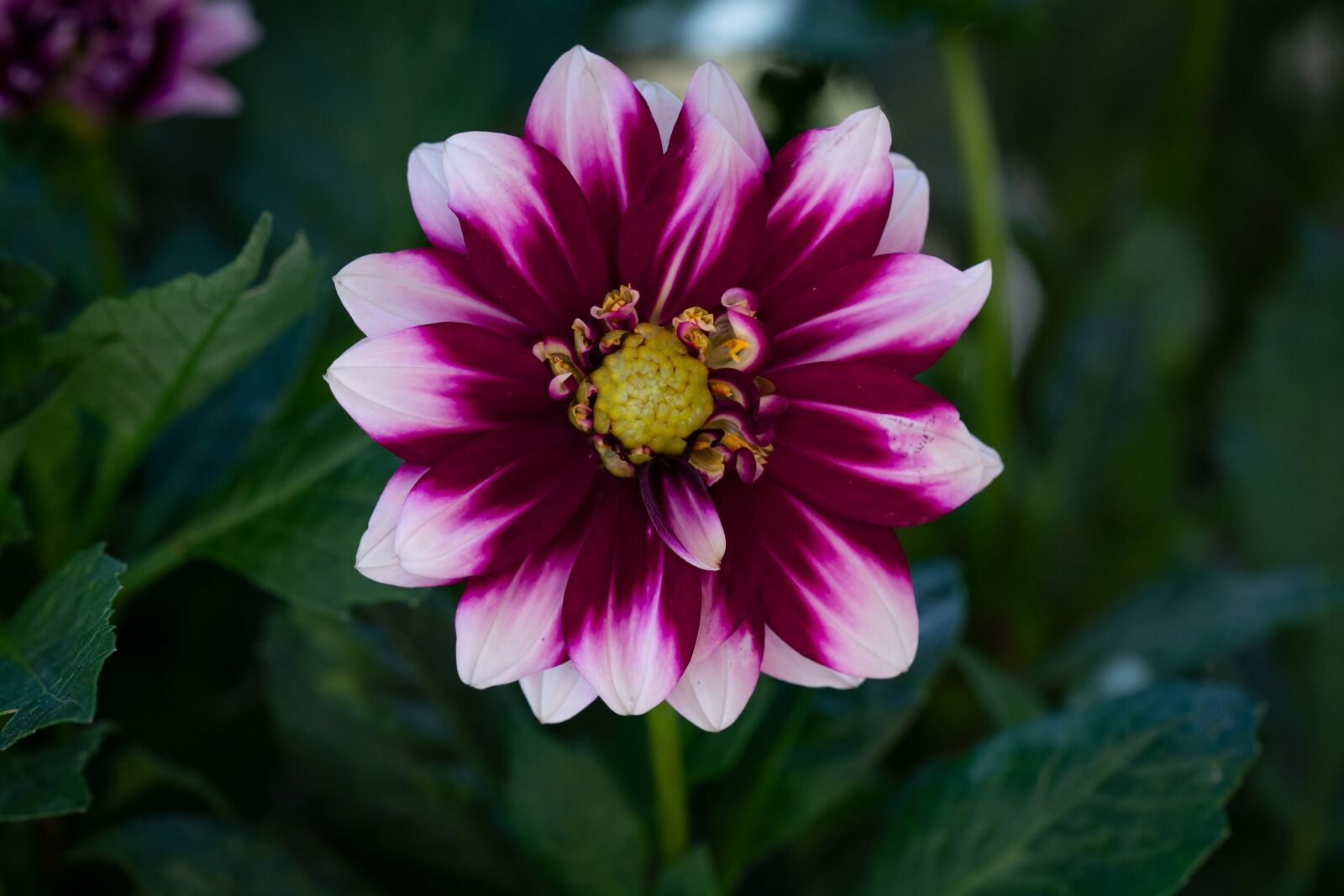 Nikon D7100 sample photo. Flower, flora, summer photography