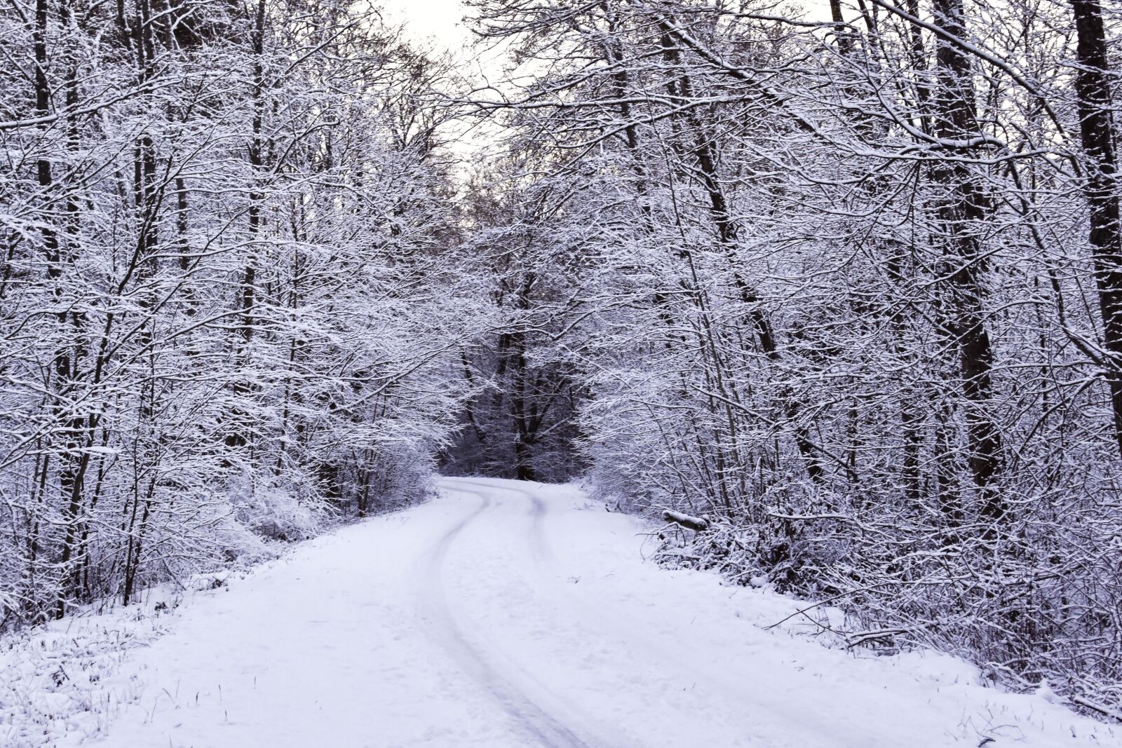 Nikon D7200 sample photo. Winter, hoarfrost, snow photography