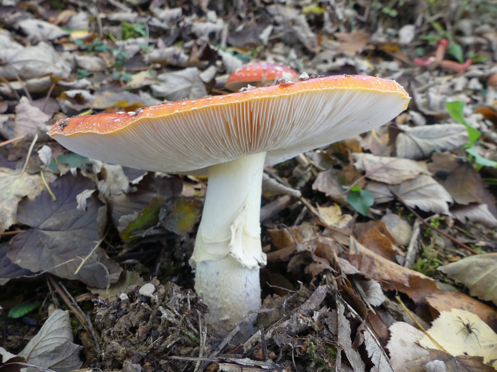 Panasonic Lumix DMC-FZ300 sample photo. Nature, fungus, fall photography