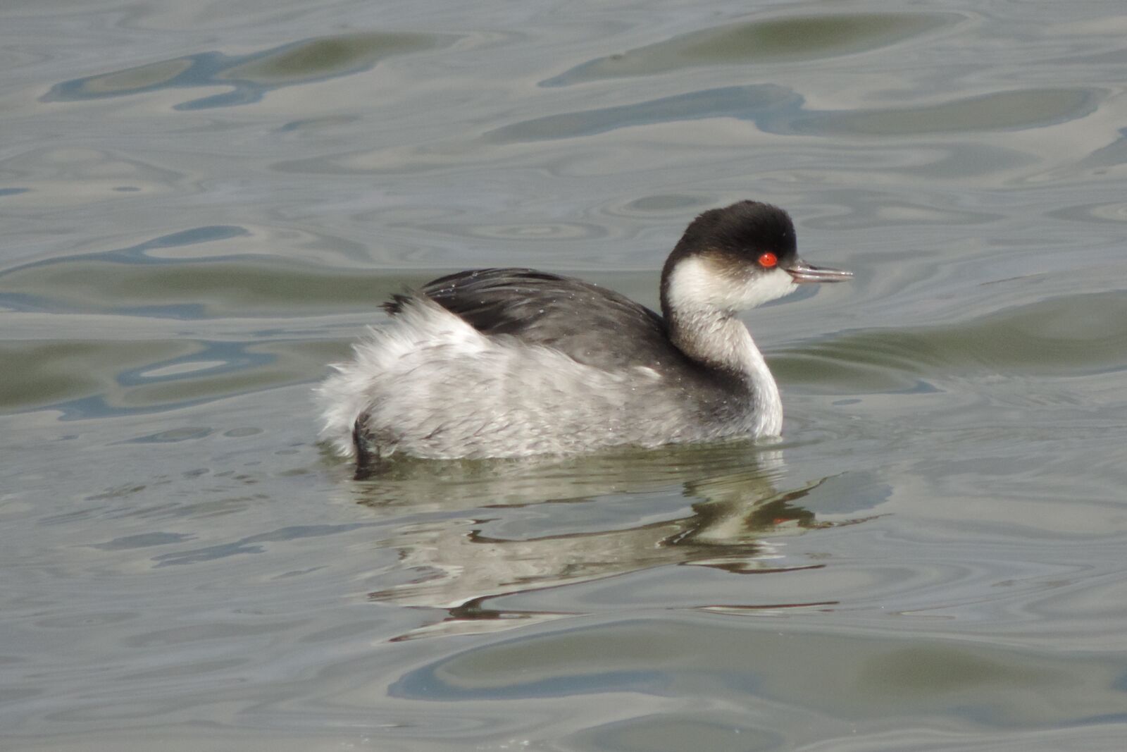 Nikon Coolpix P520 sample photo. Birds, body of water photography