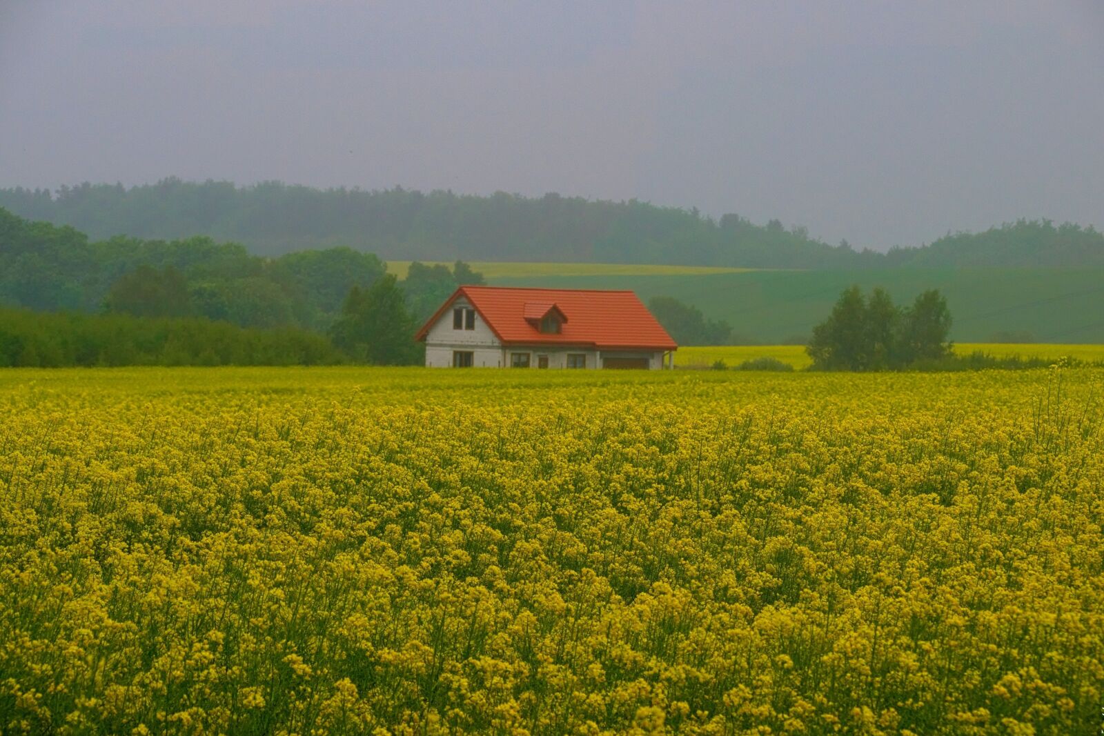 Nikon D3300 sample photo. Rapeseed, landscape, spring photography