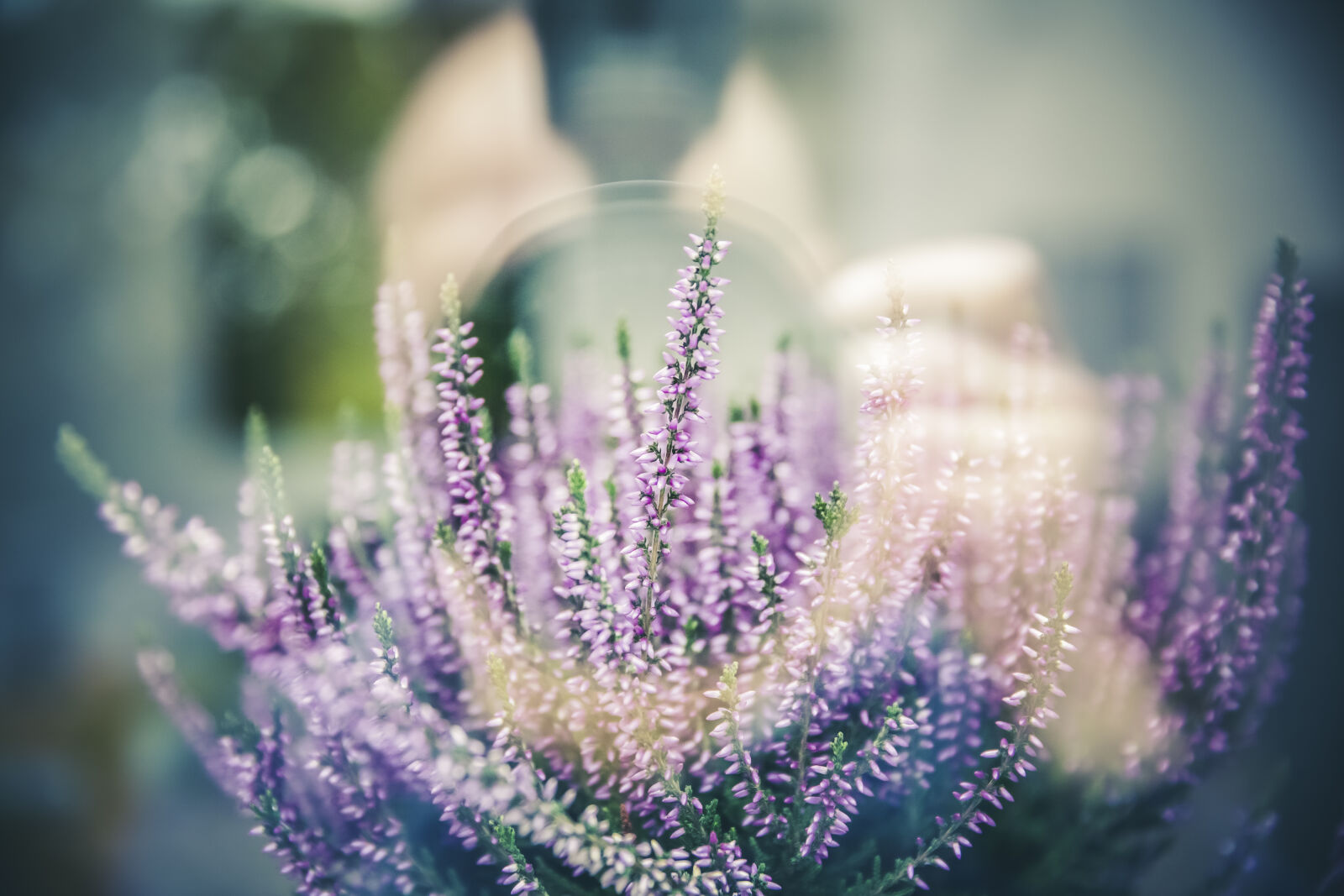 Canon EF 24-70mm F2.8L II USM sample photo. Nature, camera, flowers, taking photography