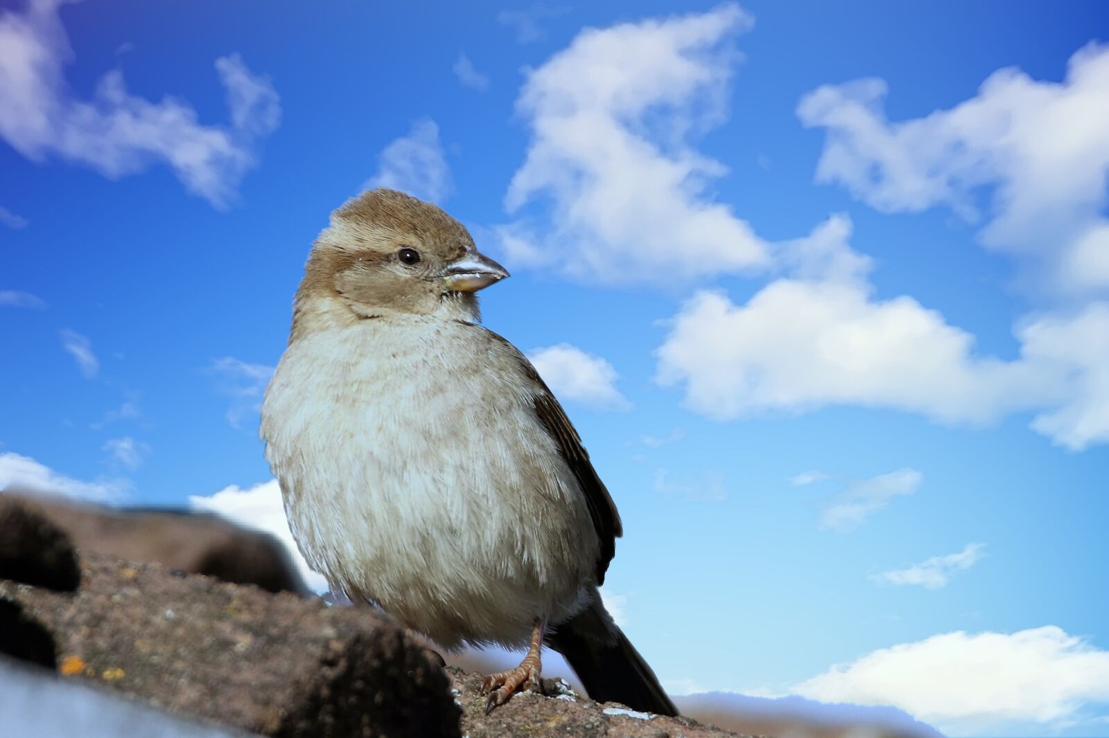 Canon EOS 80D sample photo. Sparrow, bird, wild photography