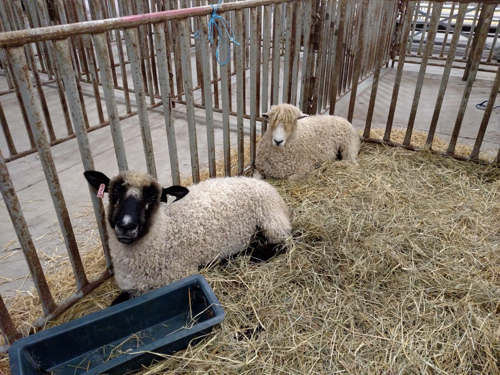Motorola Droid Turbo sample photo. Sheep, county fair, lambs photography