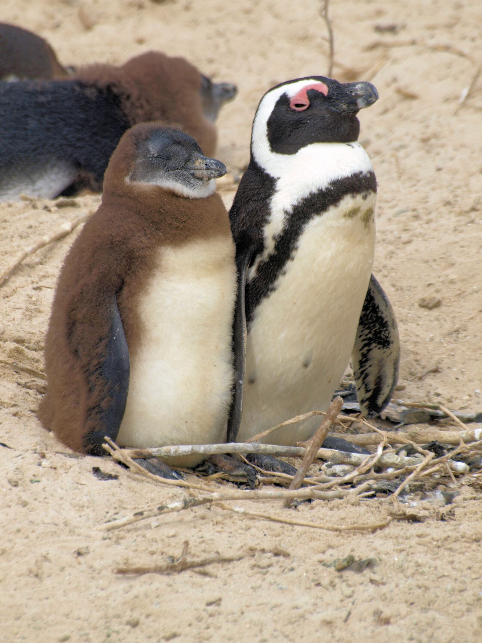 Olympus E-510 (EVOLT E-510) sample photo. Penguins, birds, mother photography
