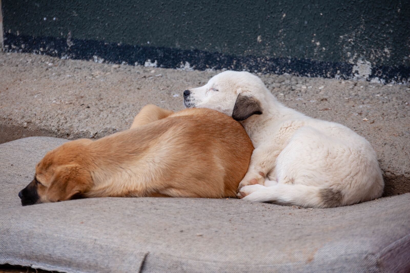 Nikon D40 sample photo. Dog, ear, puppies photography