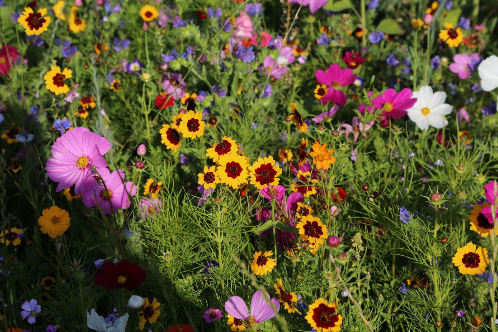 Canon EF 24-105mm F4L IS USM sample photo. Flowers, meadow, flower meadow photography