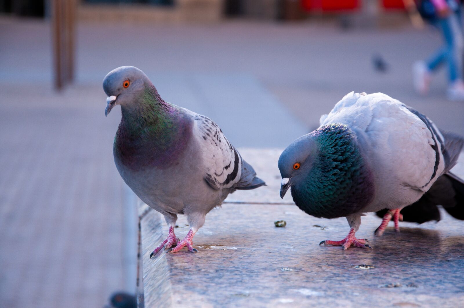 Nikon D90 sample photo. Pigeon, city, bird photography