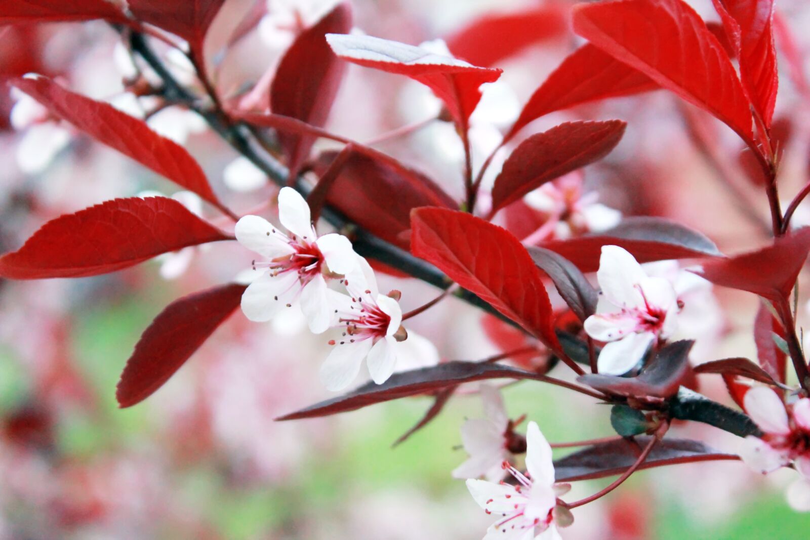Canon EOS 550D (EOS Rebel T2i / EOS Kiss X4) sample photo. Tree, red, japanese photography