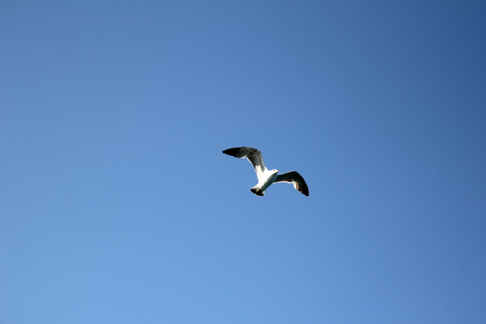 Canon EOS 60D sample photo. Seagull, bird, in flight photography