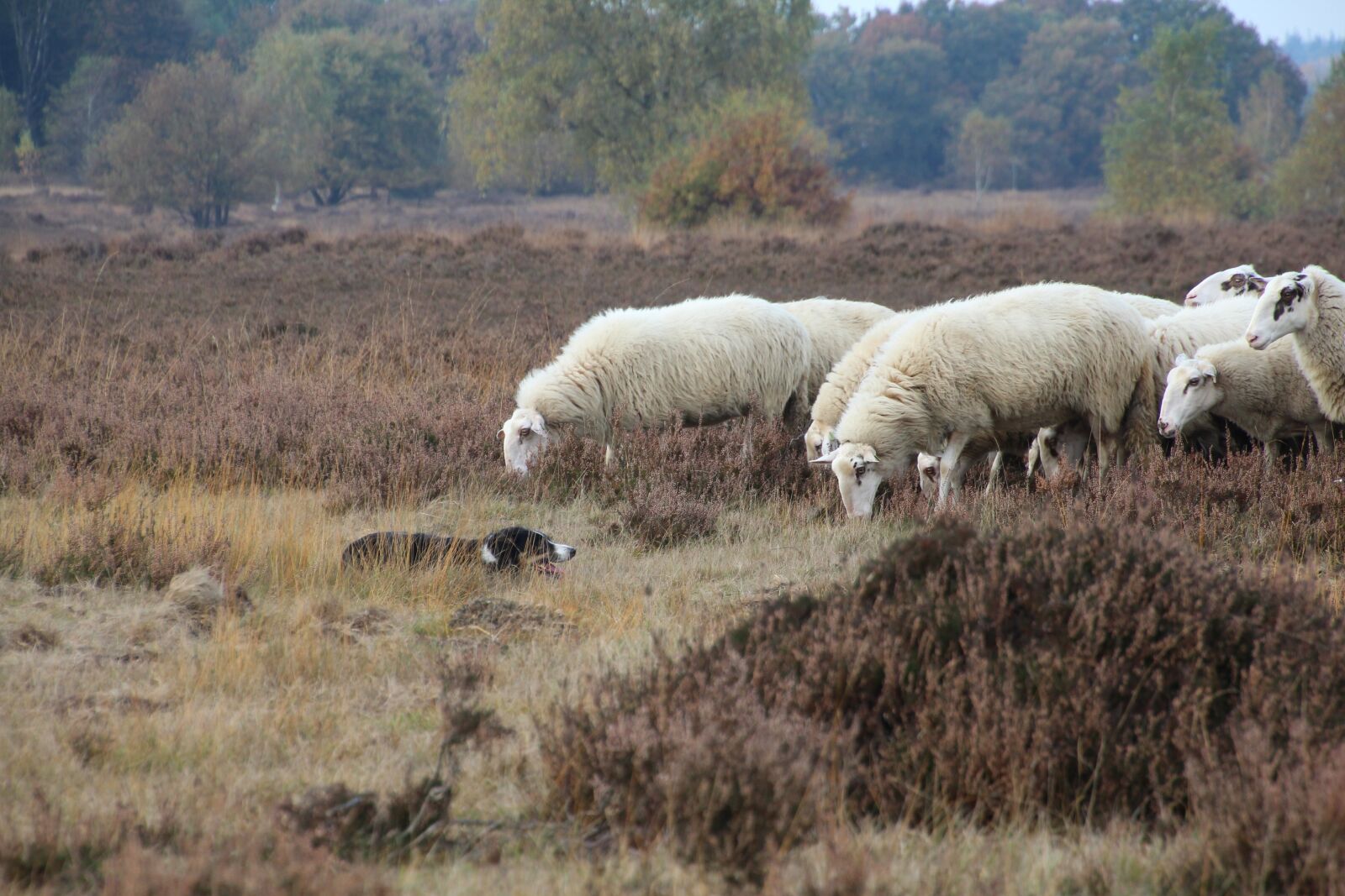 Canon EOS 1200D (EOS Rebel T5 / EOS Kiss X70 / EOS Hi) sample photo. Sheep, dog, ermelo photography