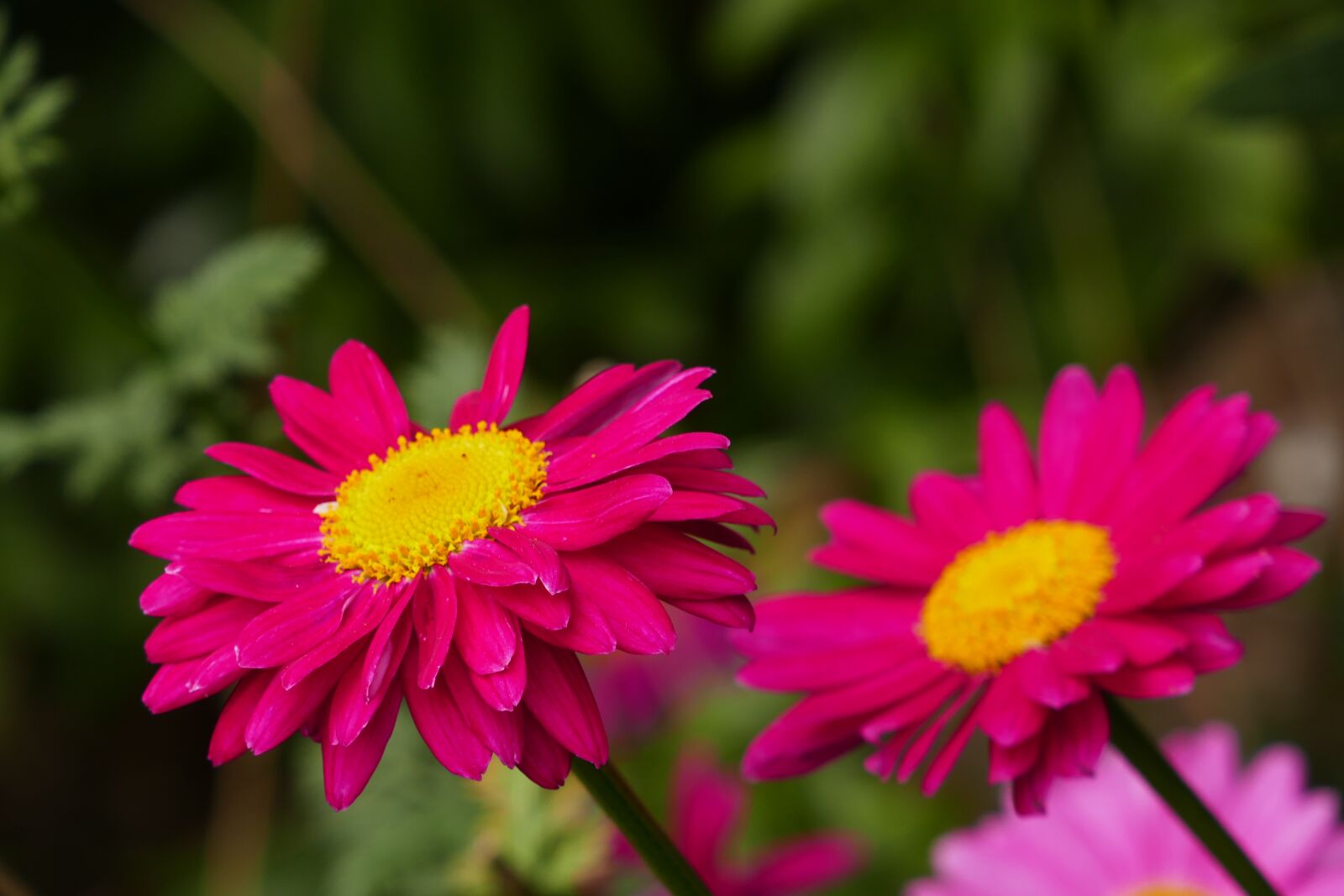 Panasonic Lumix DMC-ZS100 (Lumix DMC-TZ100) sample photo. Flowers, pink flowers, nature photography