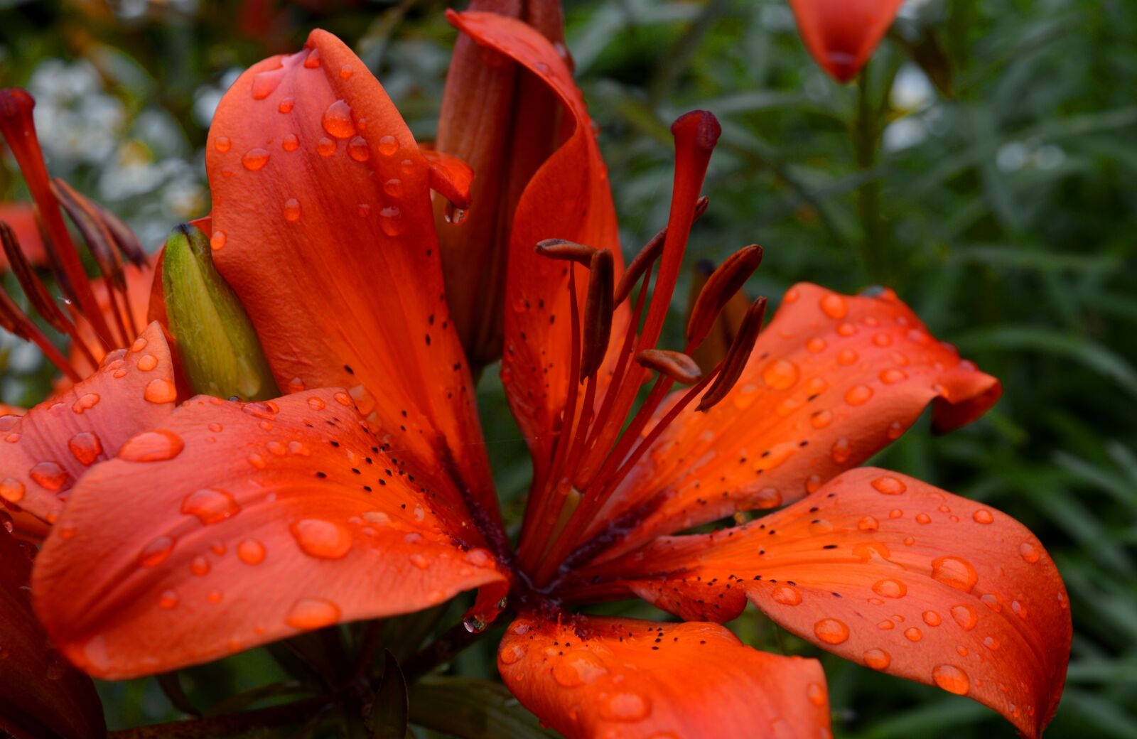 Nikon D3200 sample photo. Lily, orange, blossom photography