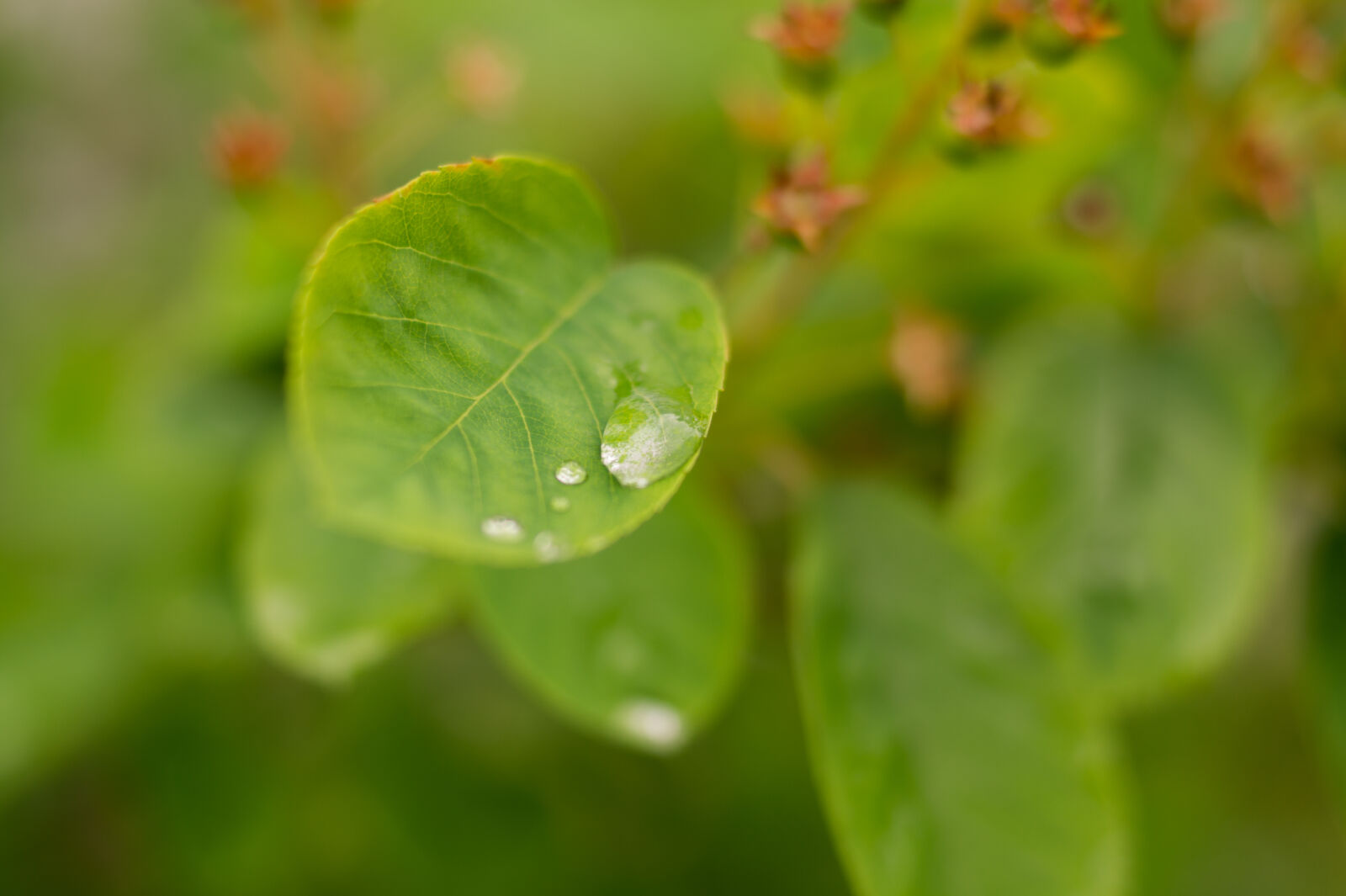 Sony DT 35mm F1.8 SAM sample photo. Leaf, rain, raindrops, drop photography