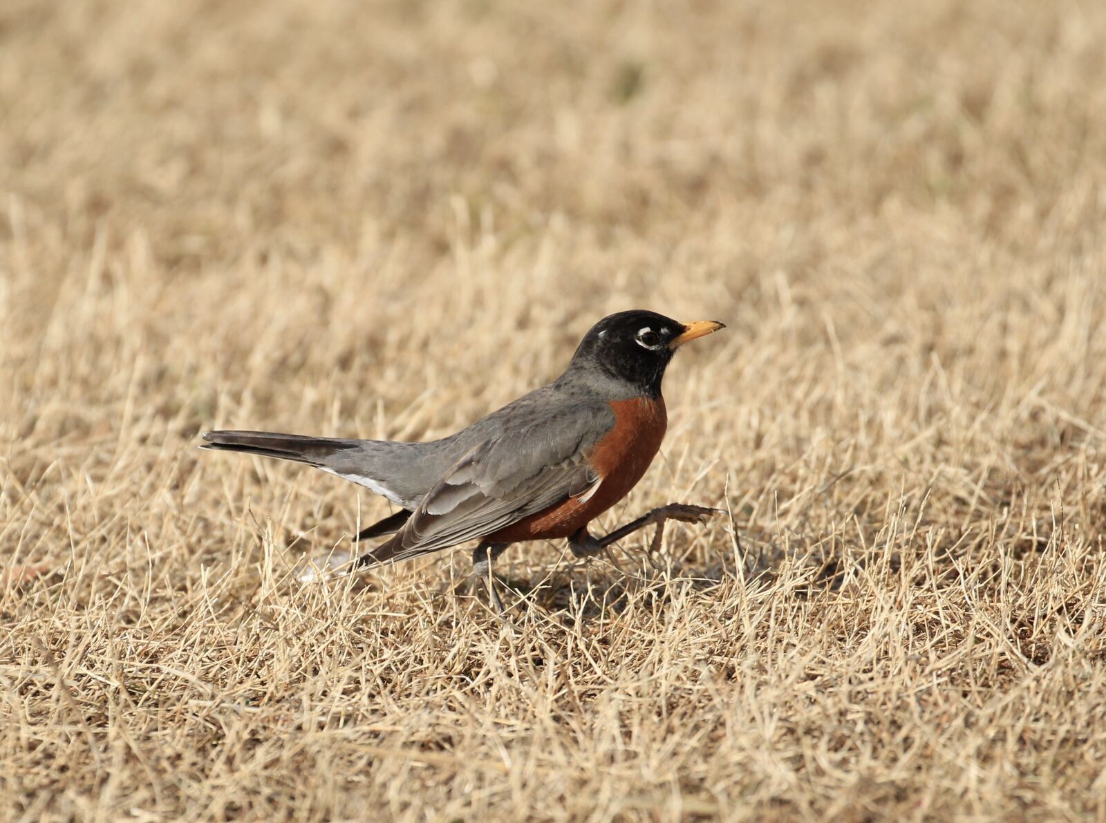 Canon EOS 1300D (EOS Rebel T6 / EOS Kiss X80) sample photo. Robin, bird, nature photography