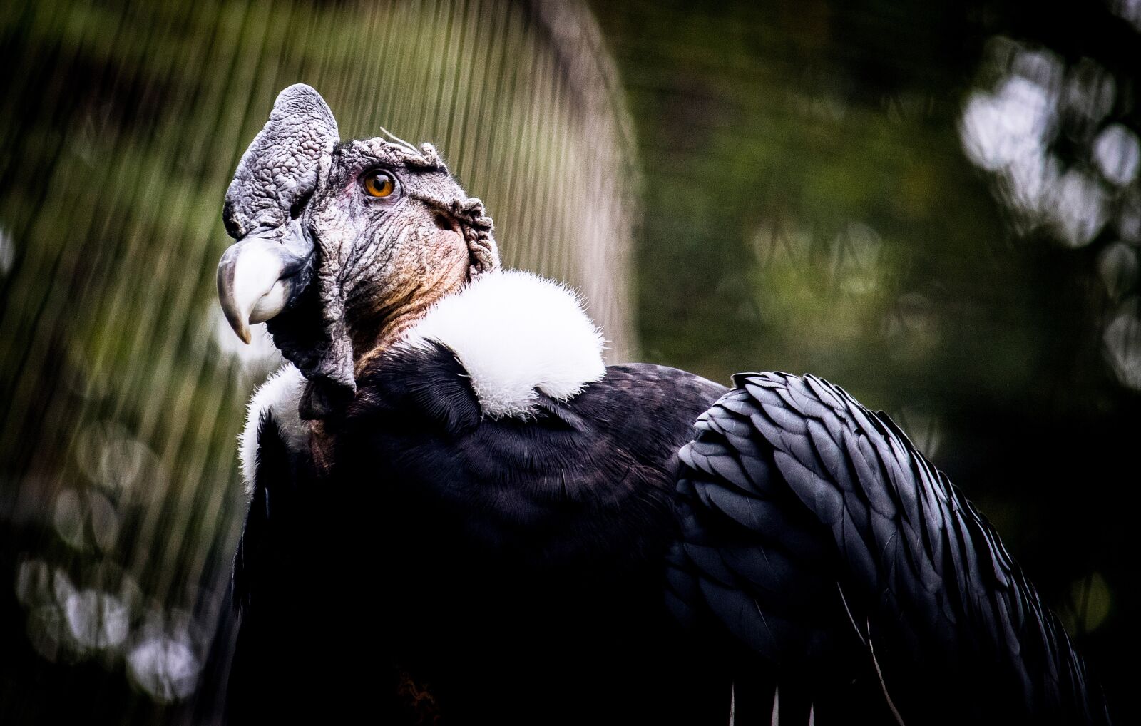 Canon EF-S 55-250mm F4-5.6 IS STM sample photo. Raptor, bird of prey photography