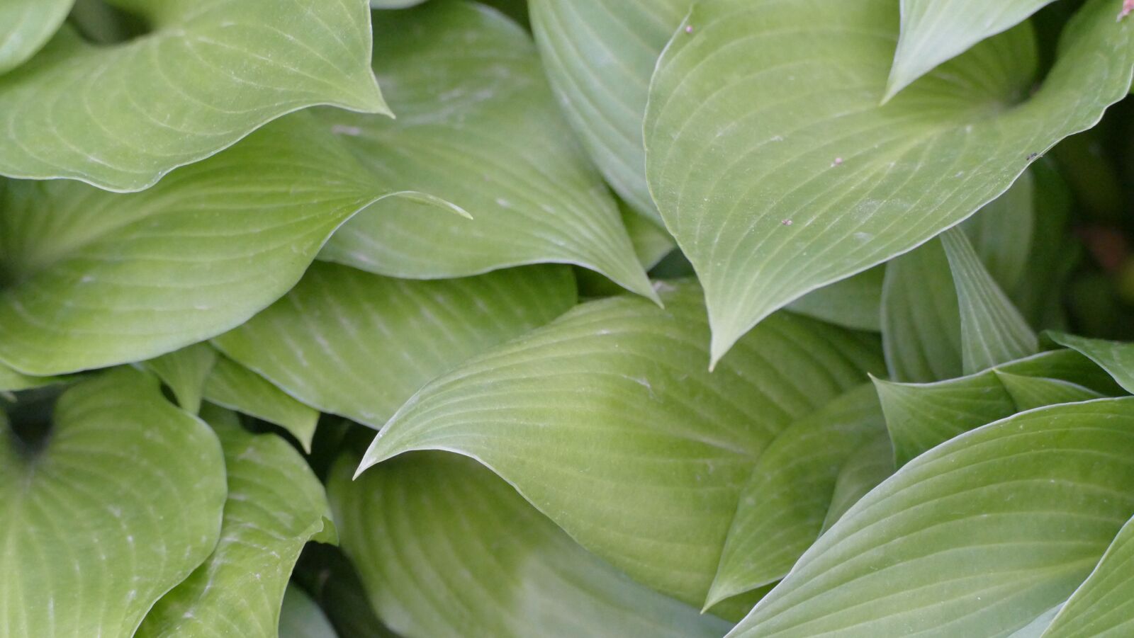 Panasonic Lumix DMC-FZ1000 sample photo. Leaves, greenery, green photography