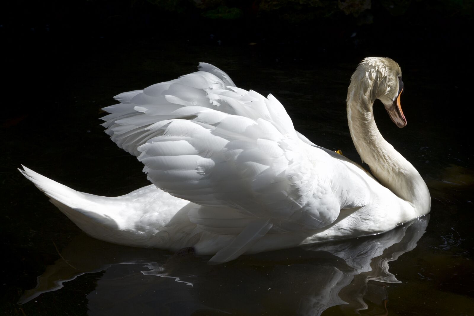 Canon EOS 6D sample photo. Swan, ave, feathers photography
