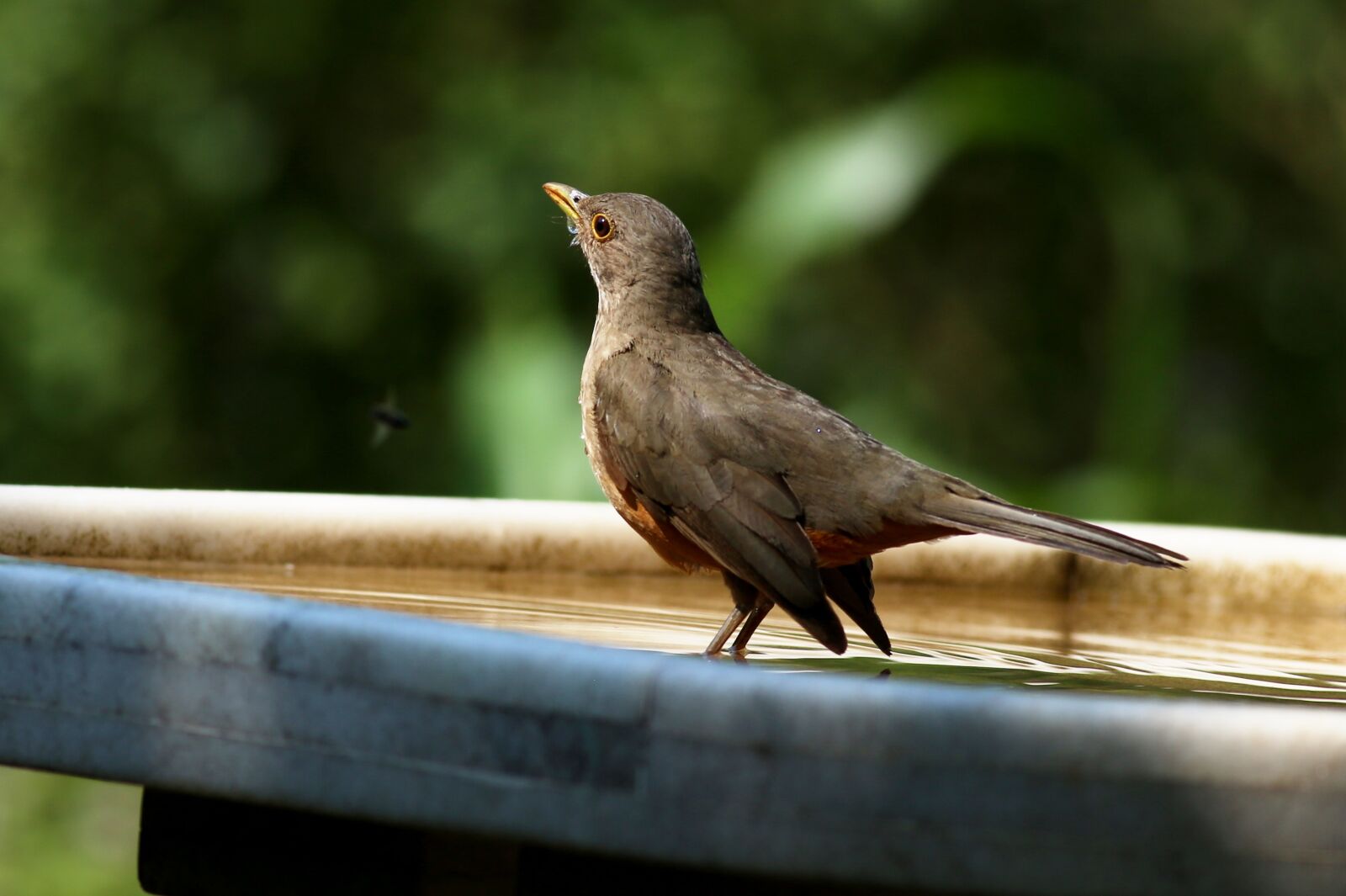 Canon EOS 5D Mark III sample photo. Know orange, drinking water photography