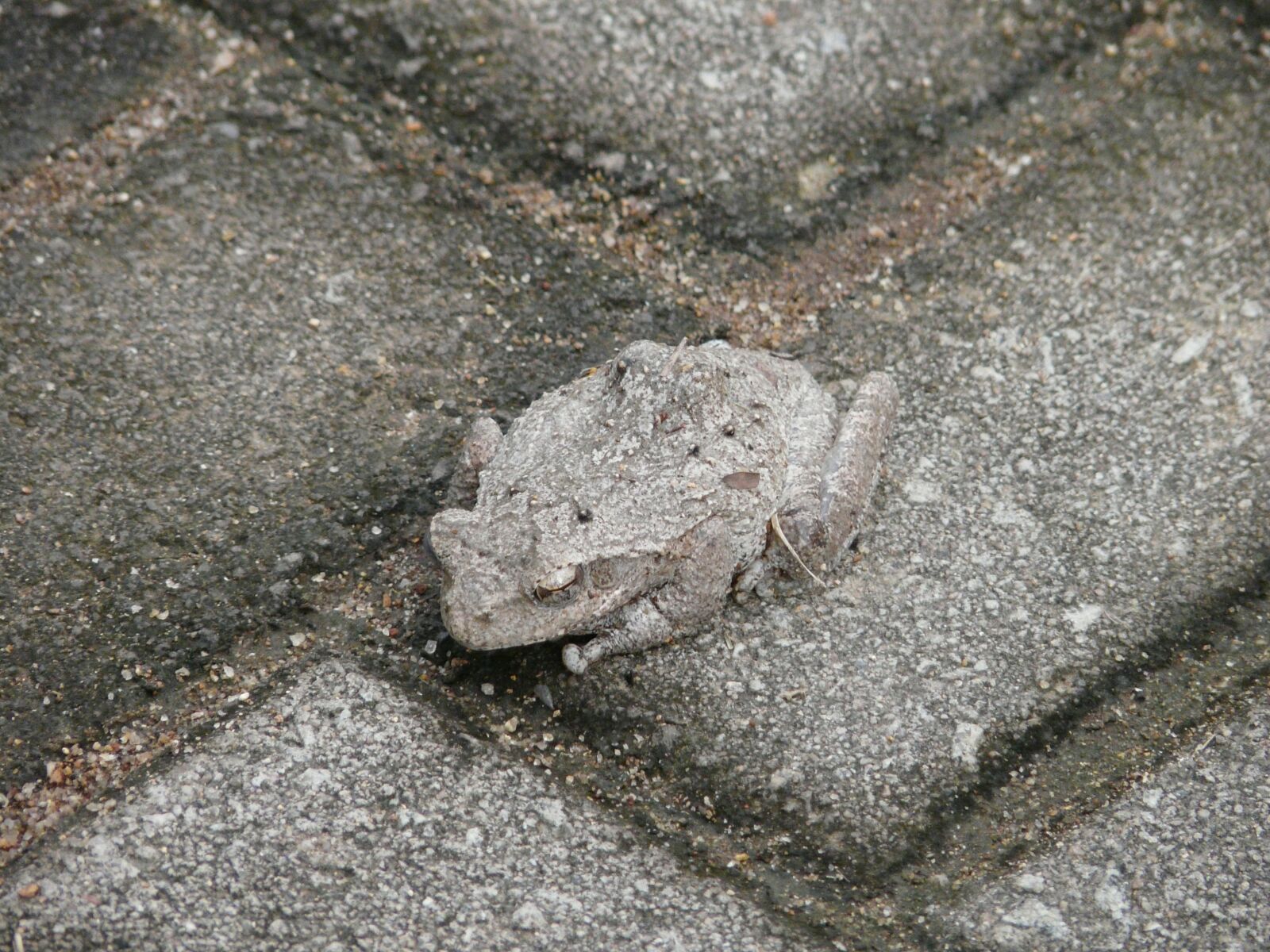 Panasonic DMC-FZ18 sample photo. Toad, camouflage, hide photography