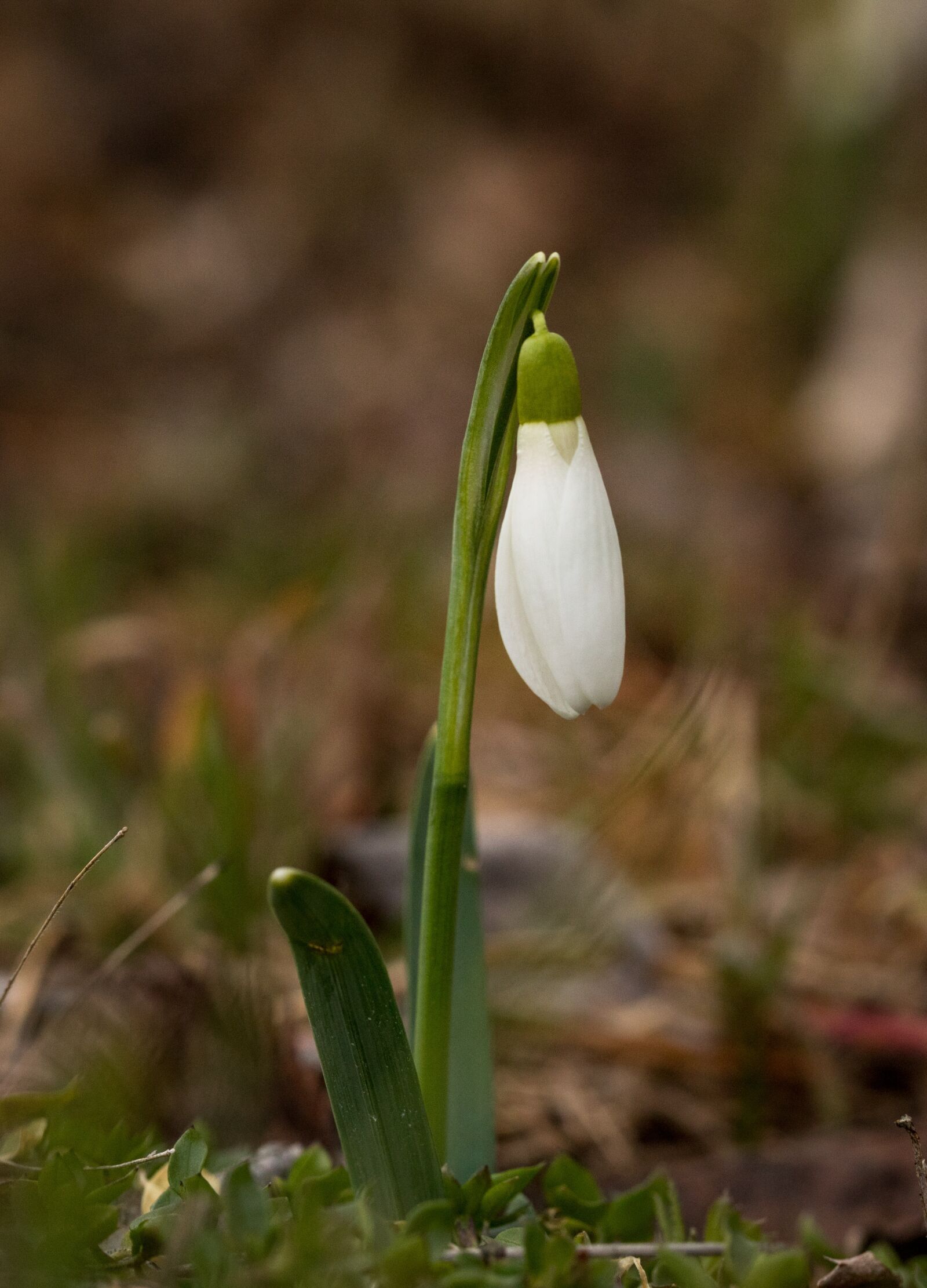 Canon EOS 6D Mark II sample photo. Bloom, snowdrop, forest photography