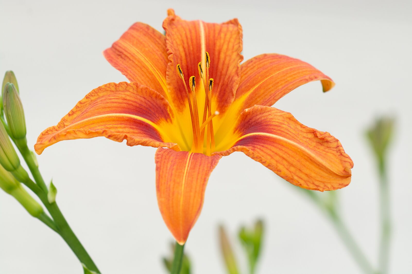 Nikon D7100 sample photo. Lily, flower, orange photography