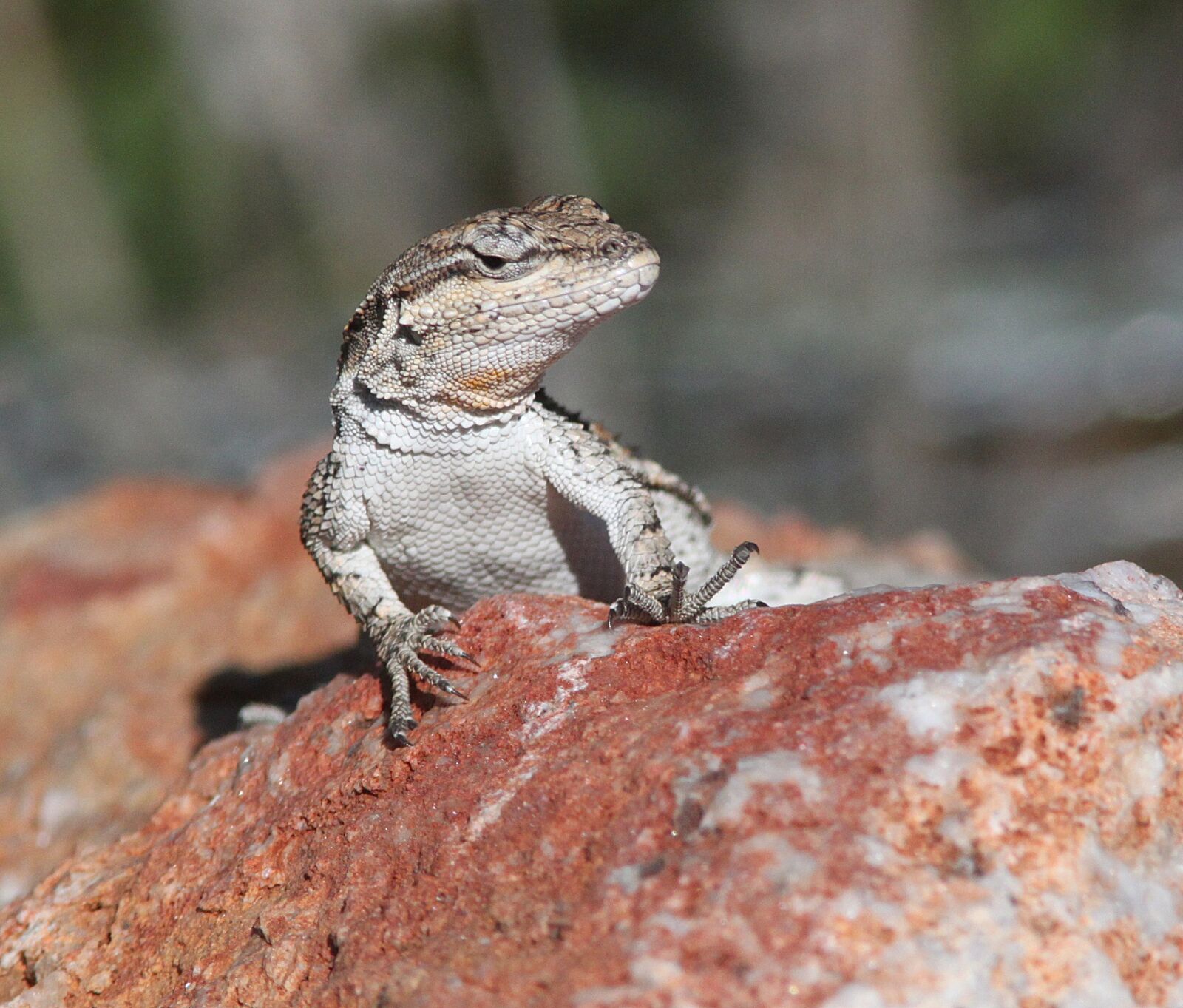 Canon EOS 500D (EOS Rebel T1i / EOS Kiss X3) sample photo. Lizard, head, macro photography