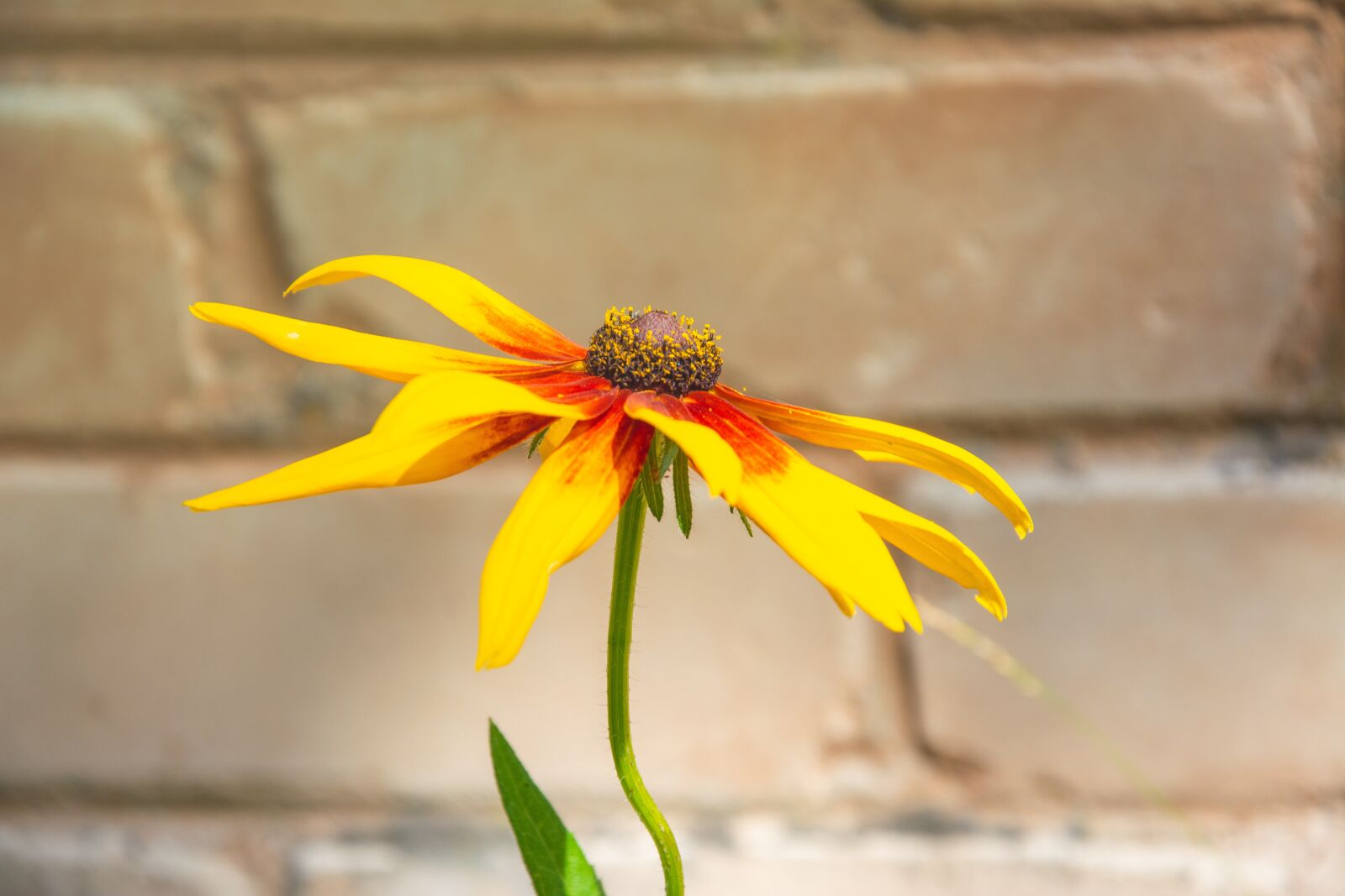 Nikon D5200 sample photo. Black eyed susan, bloom photography