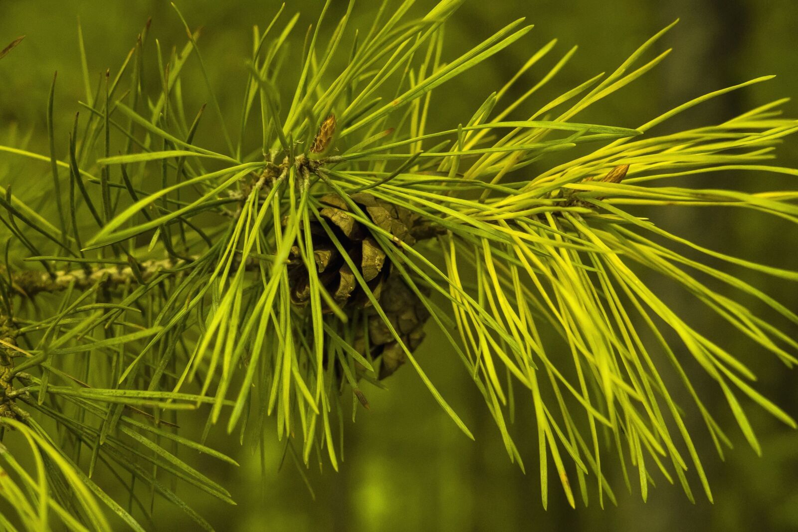 Sony a6300 + Sigma 30mm F2.8 EX DN sample photo. Mountain, pine tree, branch photography