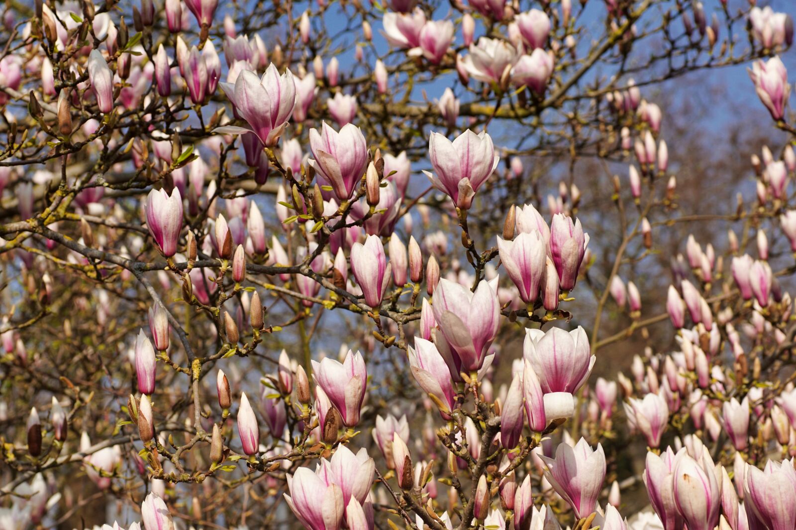 Sony SLT-A68 sample photo. Magnolia, bud, spring photography