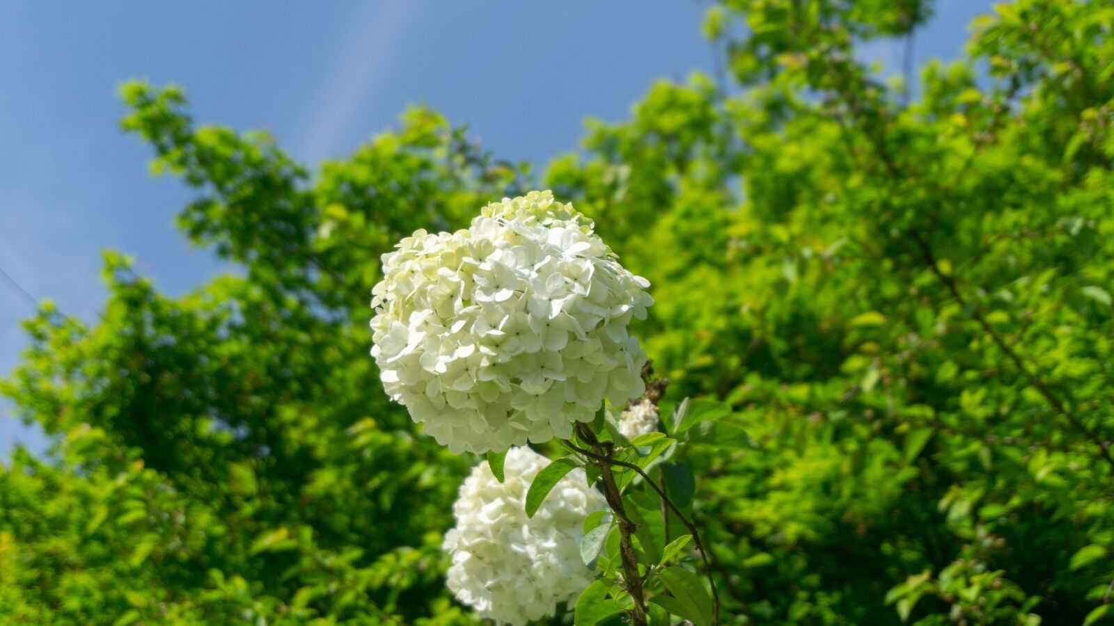 Sony a5100 sample photo. Hydrangea, nature, leaf photography