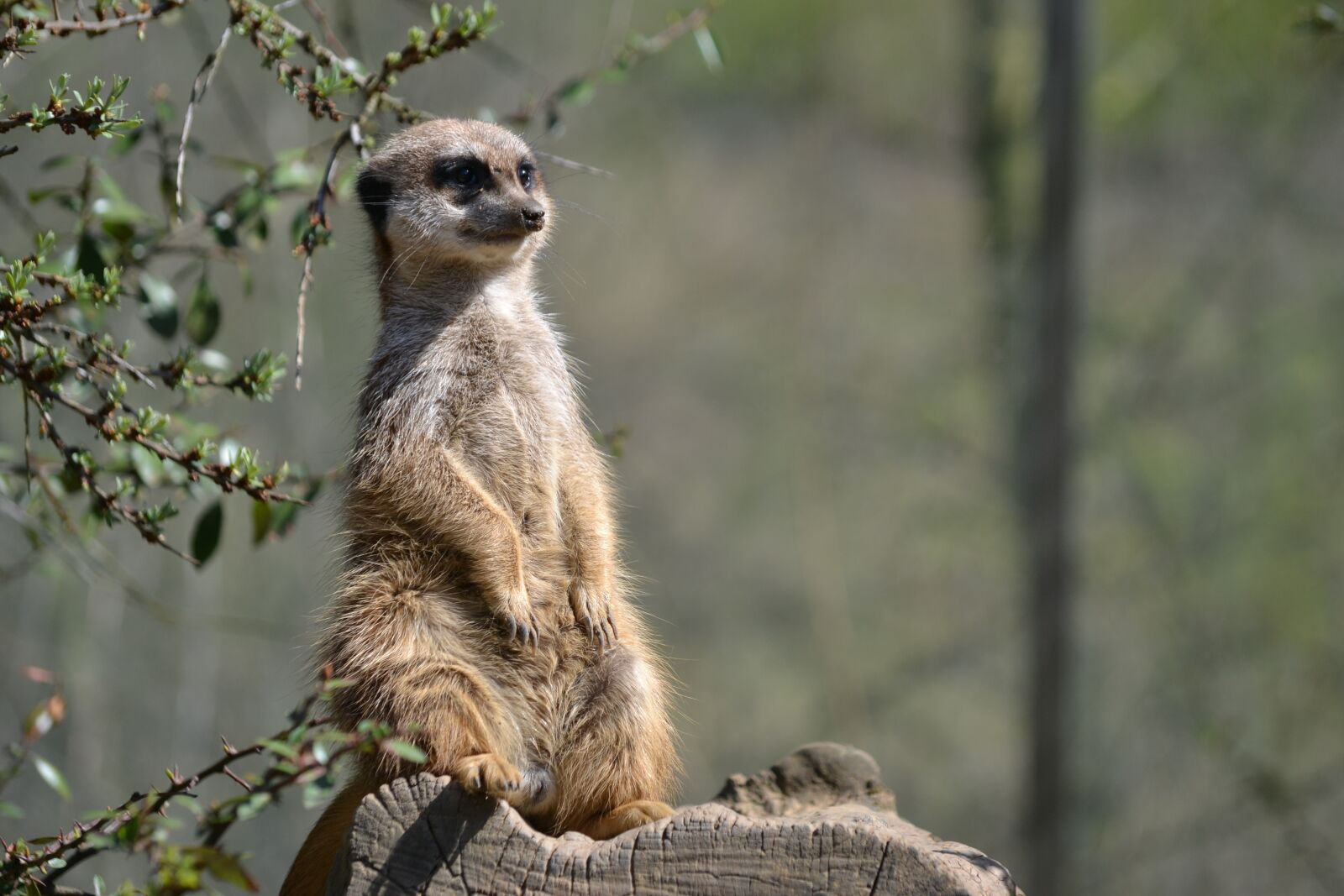 Nikon D3100 sample photo. Meerkat, supervisor, zoo photography