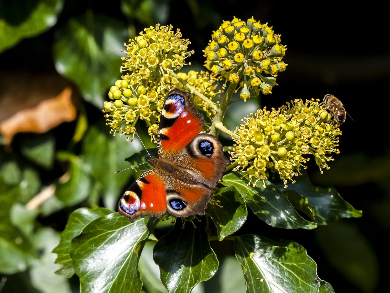 Olympus E-3 sample photo. Peacock butterfly, peacock, butterfly photography
