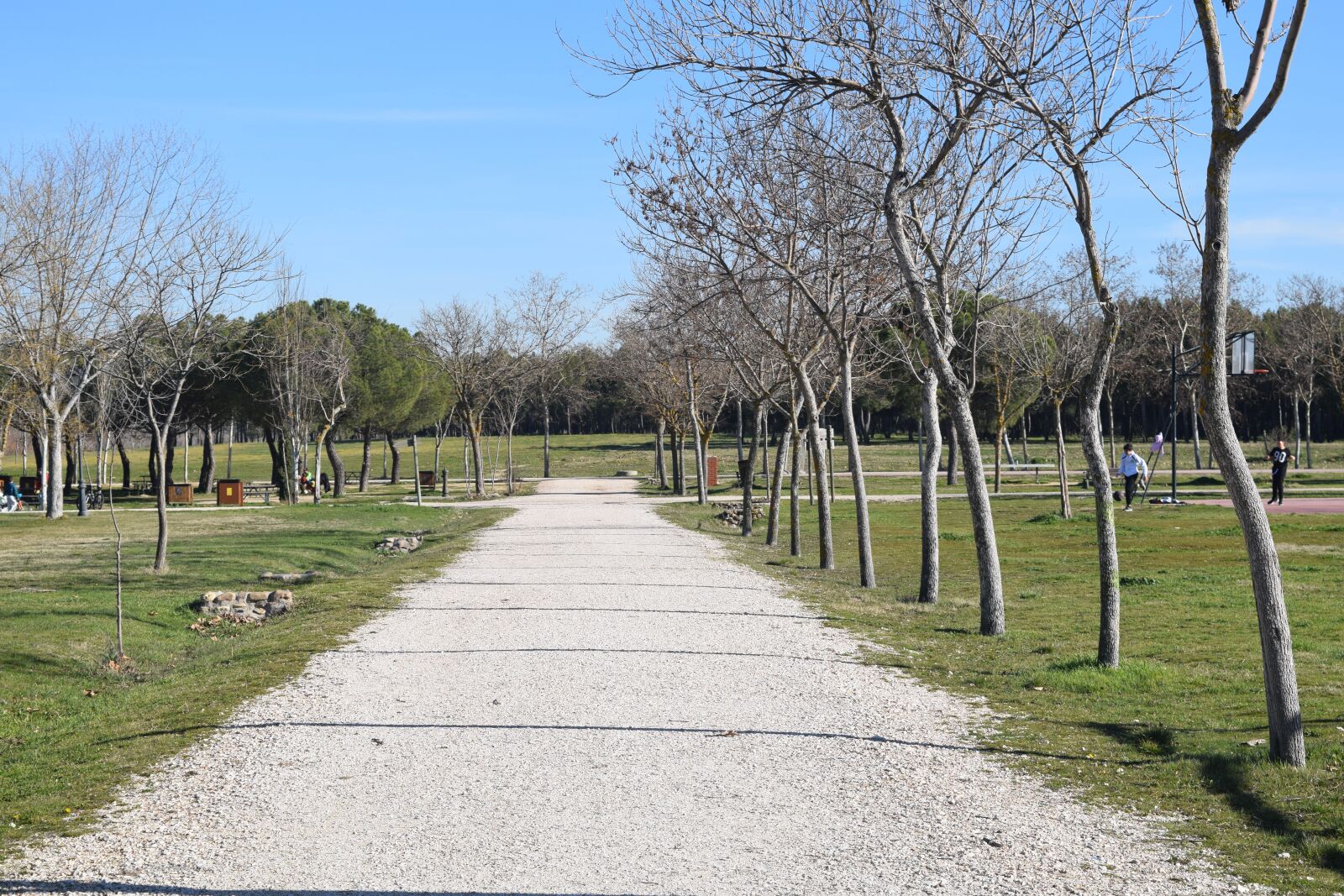Nikon D5300 sample photo. Path, perspective, nature photography