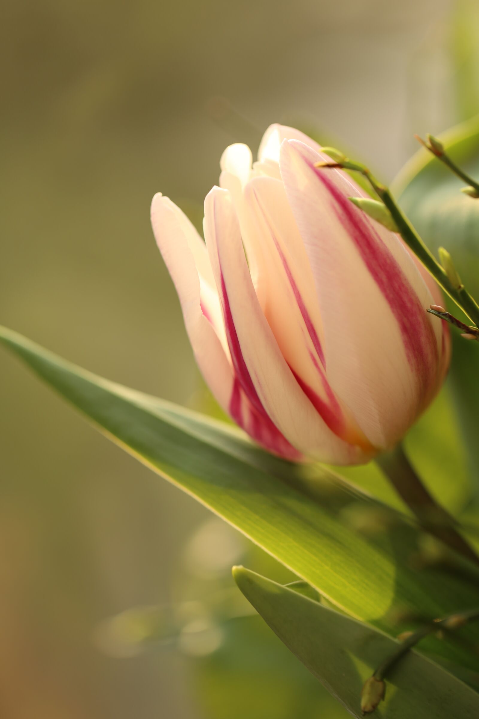 Canon EF 100mm F2.8L Macro IS USM sample photo. Tulip, striped, the blurred photography