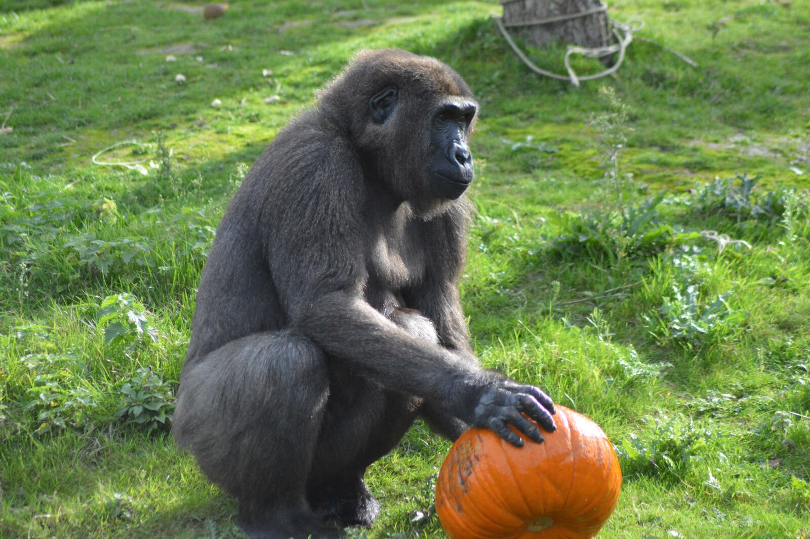 Nikon D3200 sample photo. Animal, monkey, gorilla photography