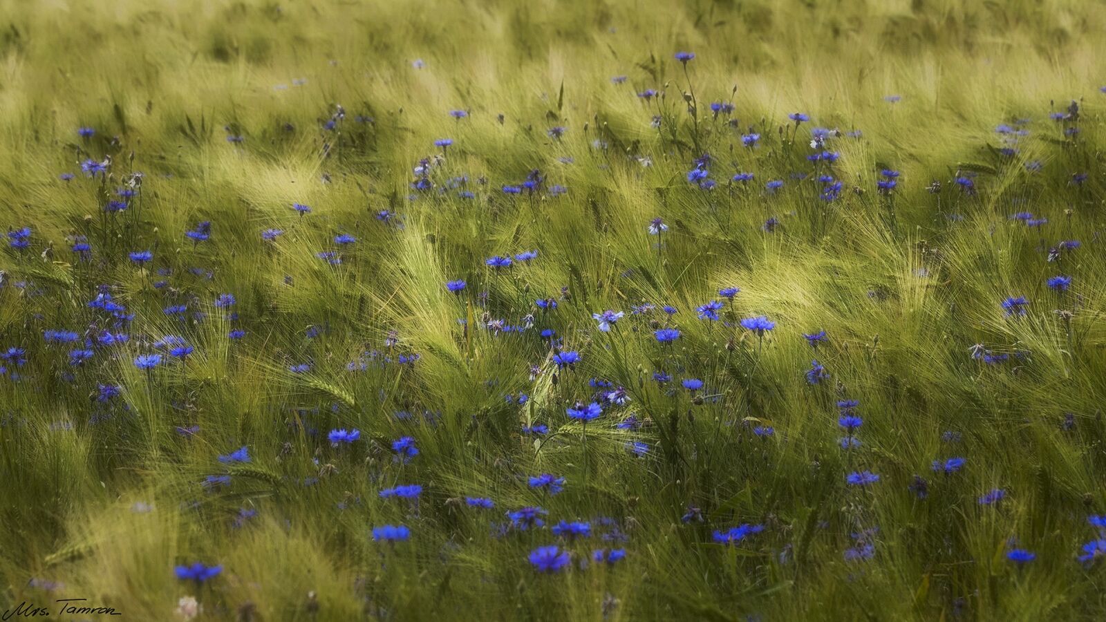 Canon EOS 7D Mark II sample photo. Meadow, flower, field photography