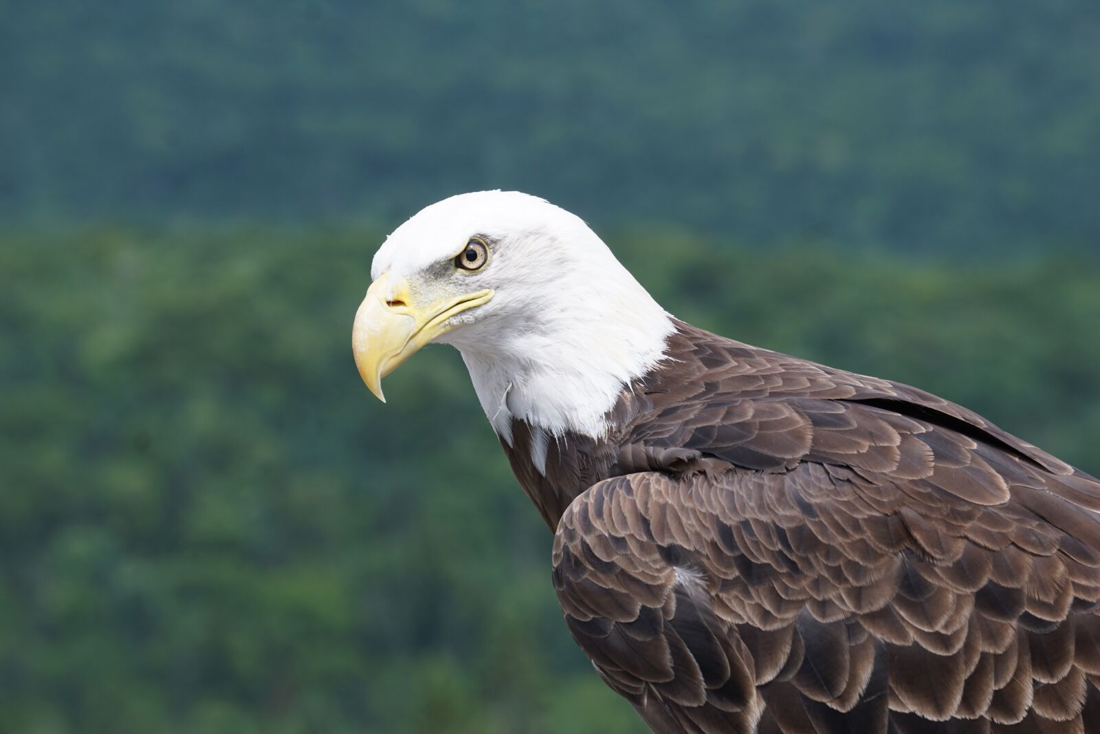 Sony E 55-210mm F4.5-6.3 OSS sample photo. Bird, american eagle, raptor photography