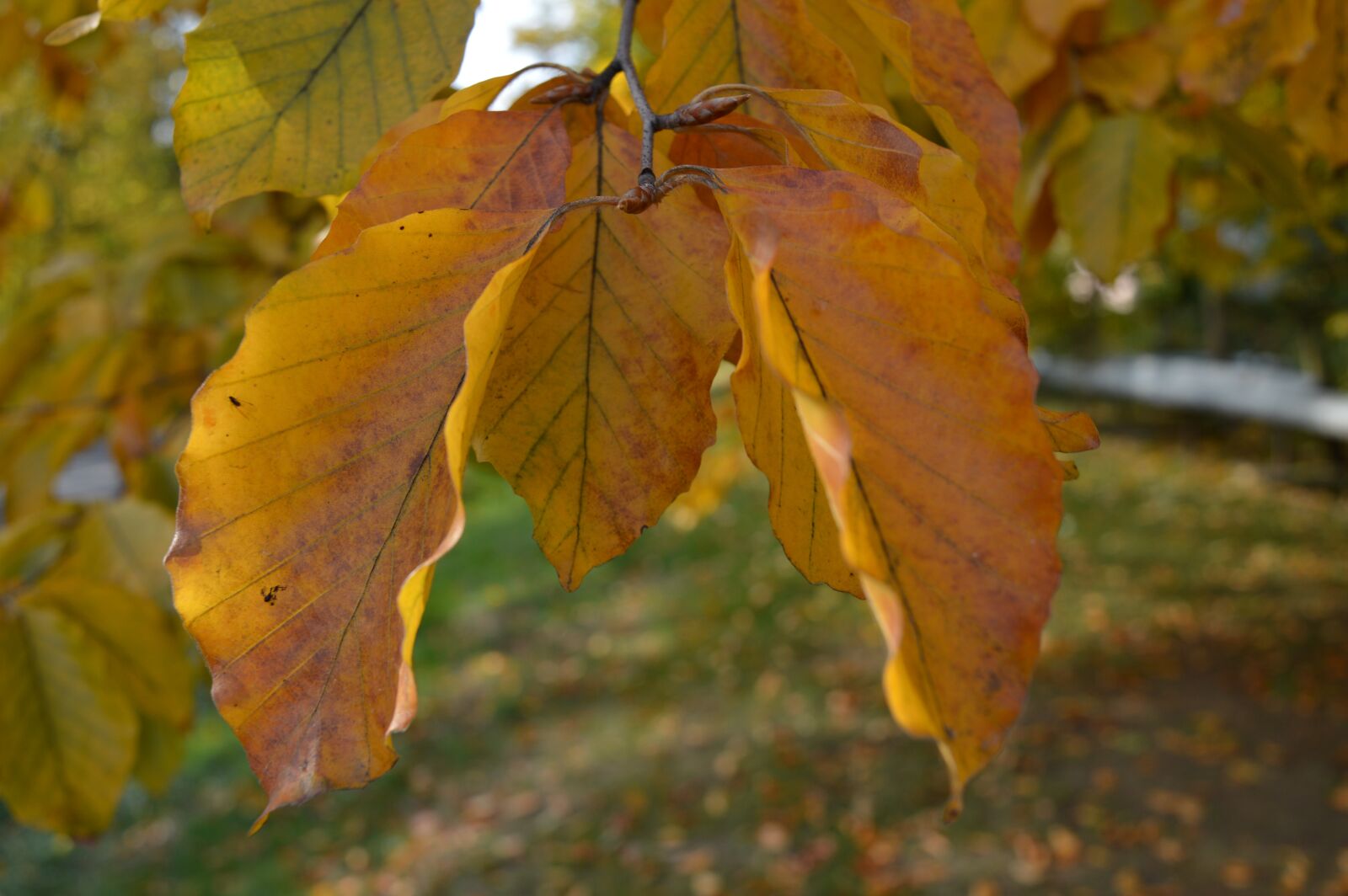 Nikon D3200 sample photo. Autumn, foliage, forest photography