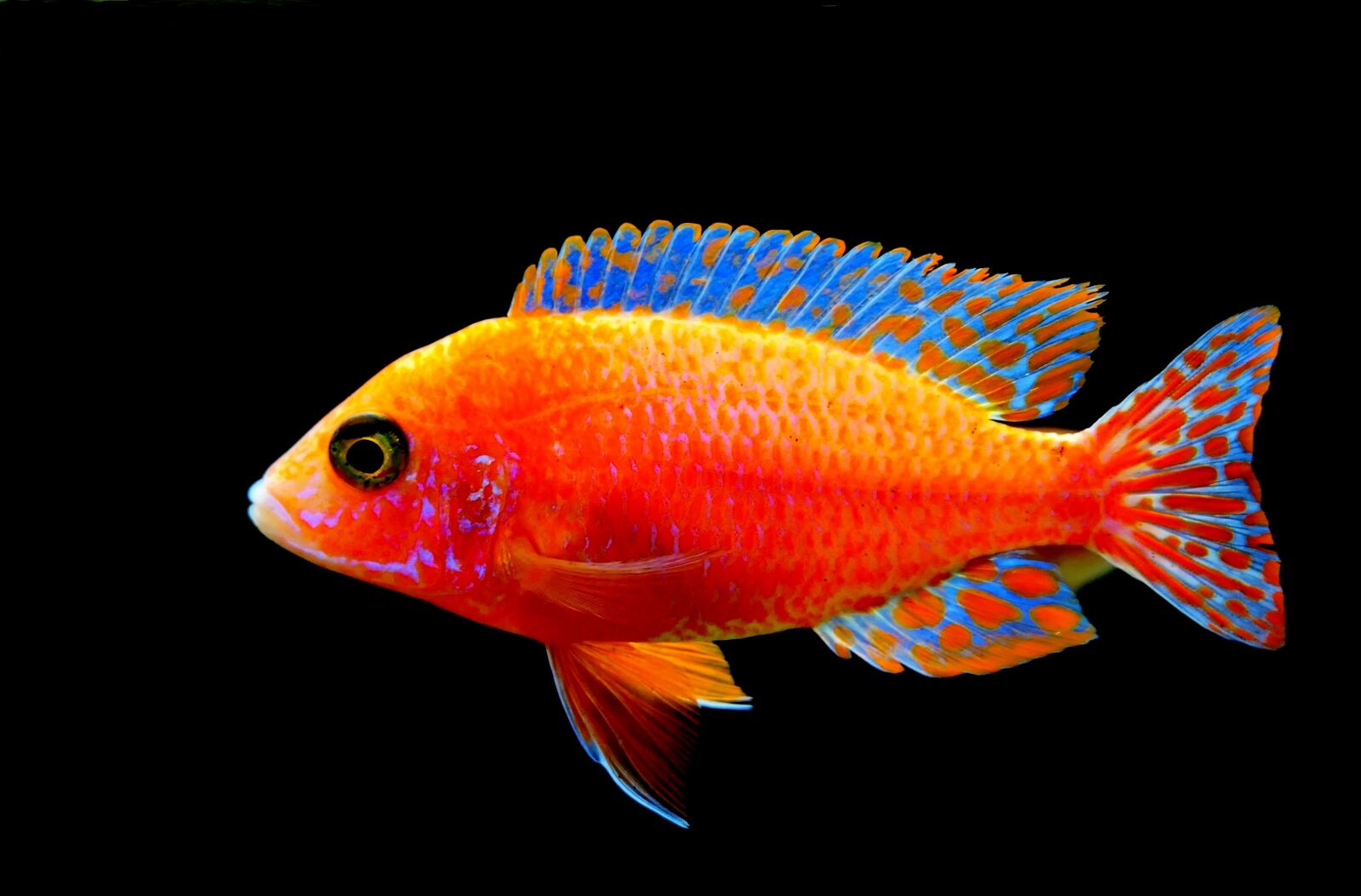 Panasonic Lumix DMC-LX10 (Lumix DMC-LX15) sample photo. Fairy wrasse, wrasse, fish photography