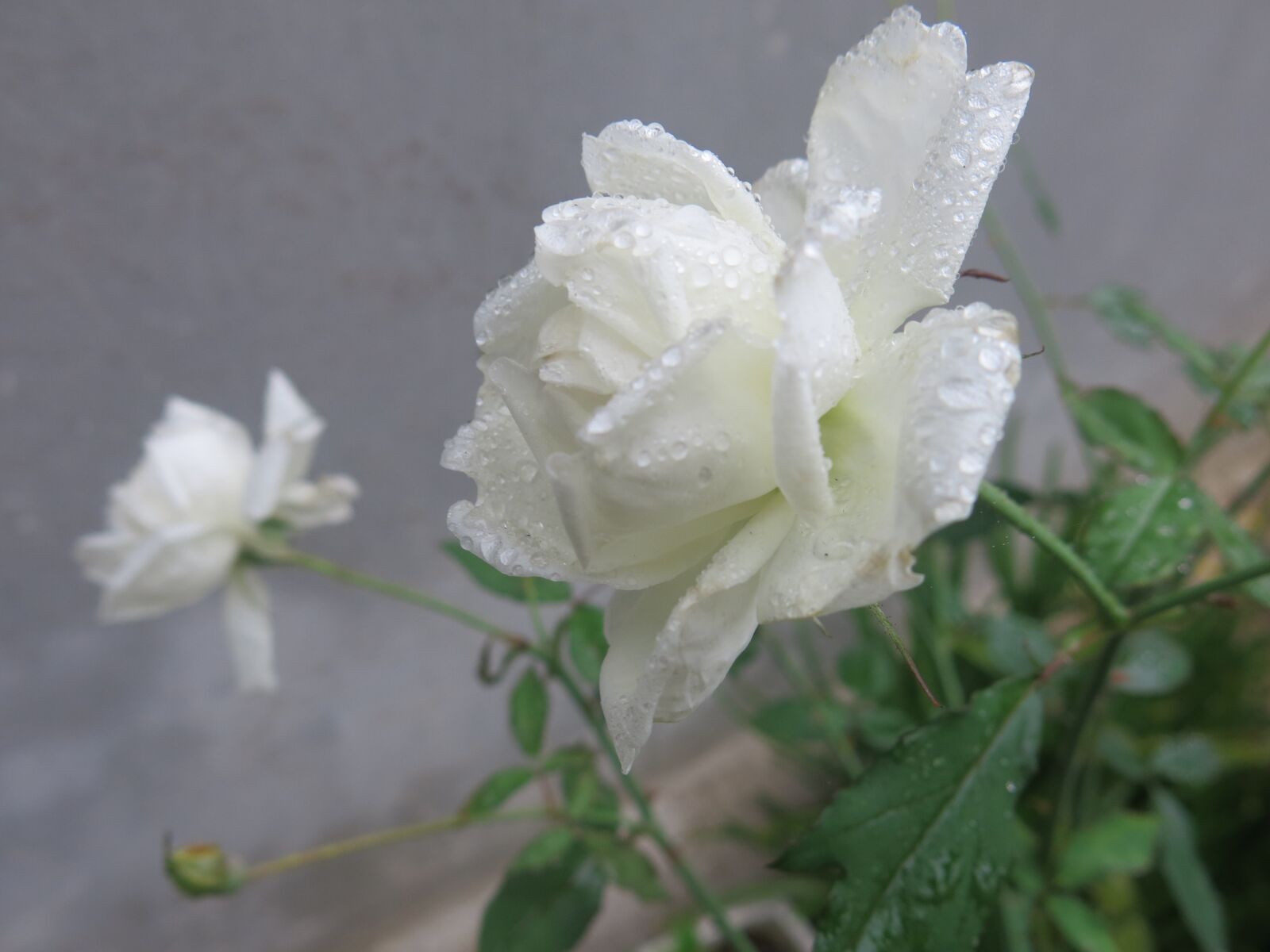 Canon PowerShot G15 sample photo. Flower, nature, flora photography