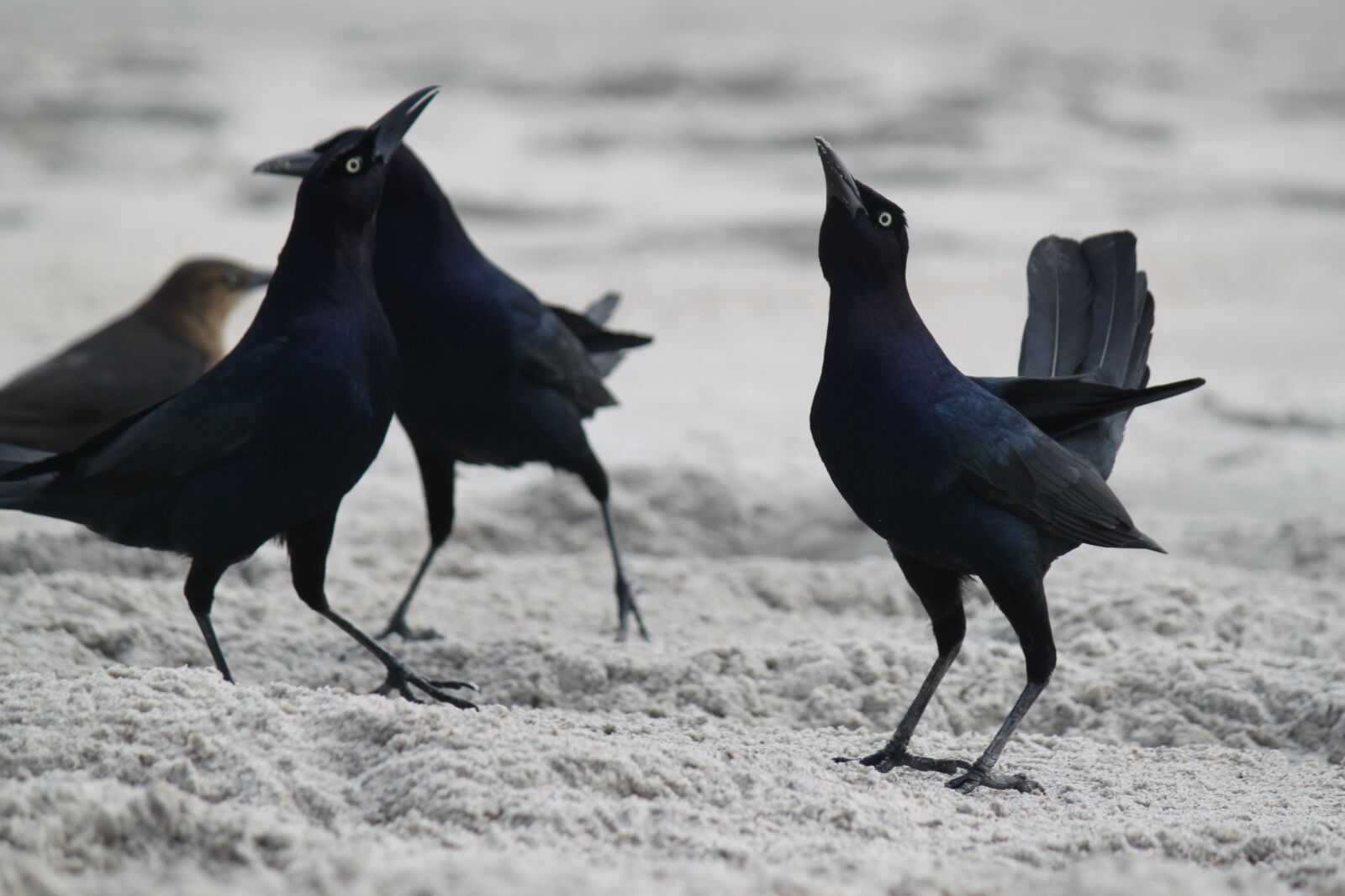 Canon EOS 500D (EOS Rebel T1i / EOS Kiss X3) sample photo. Blackbirds, beach, beach birds photography
