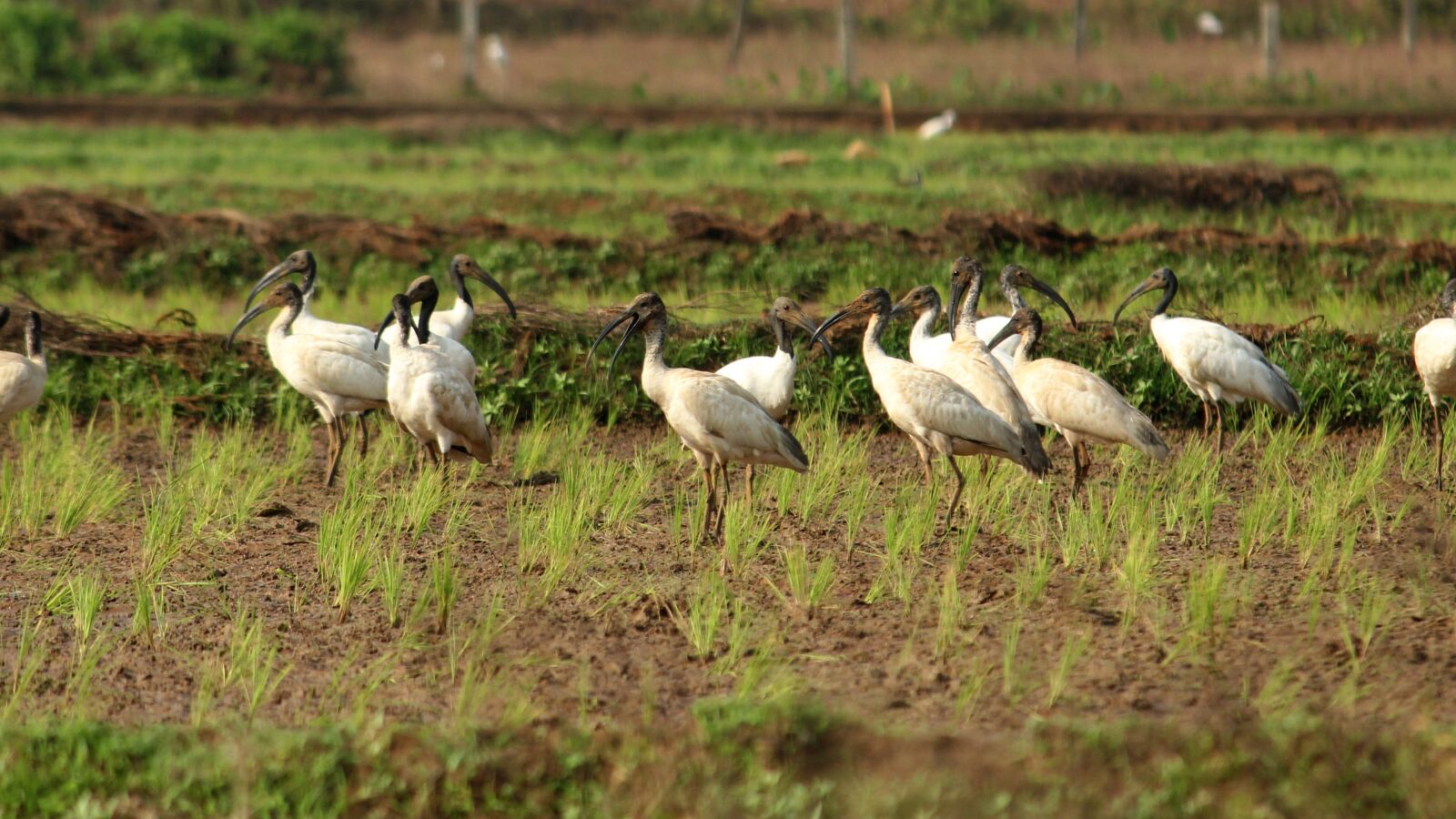Canon EOS 1300D (EOS Rebel T6 / EOS Kiss X80) sample photo. Black headed ibis, black photography