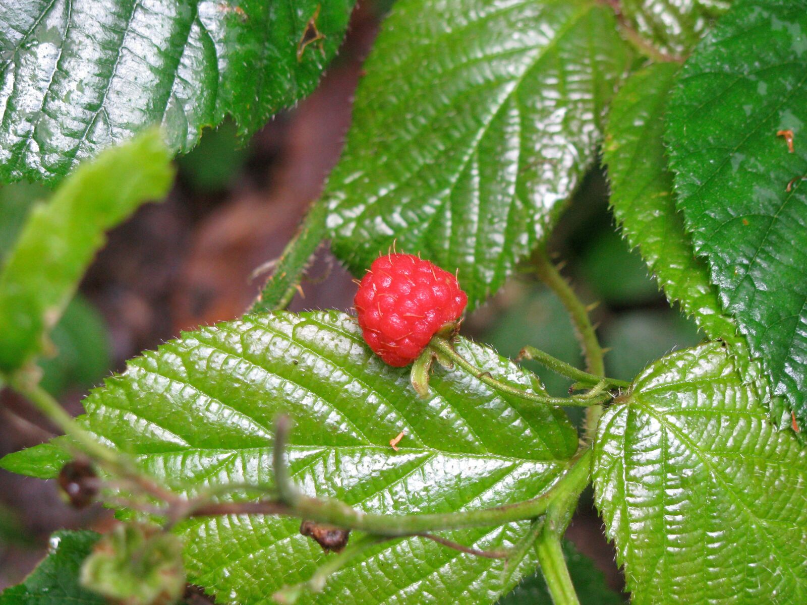Canon POWERSHOT SX100 IS sample photo. Fruit, berries, raspberry photography