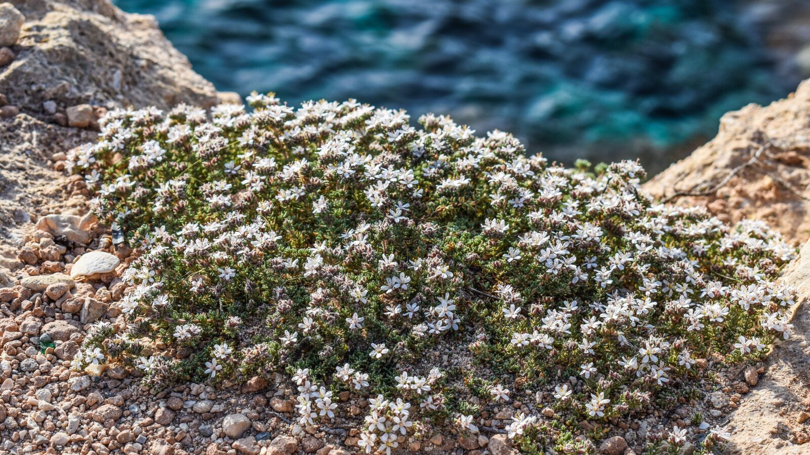 Nikon D3300 sample photo. Wildflowers, edge, cliff photography