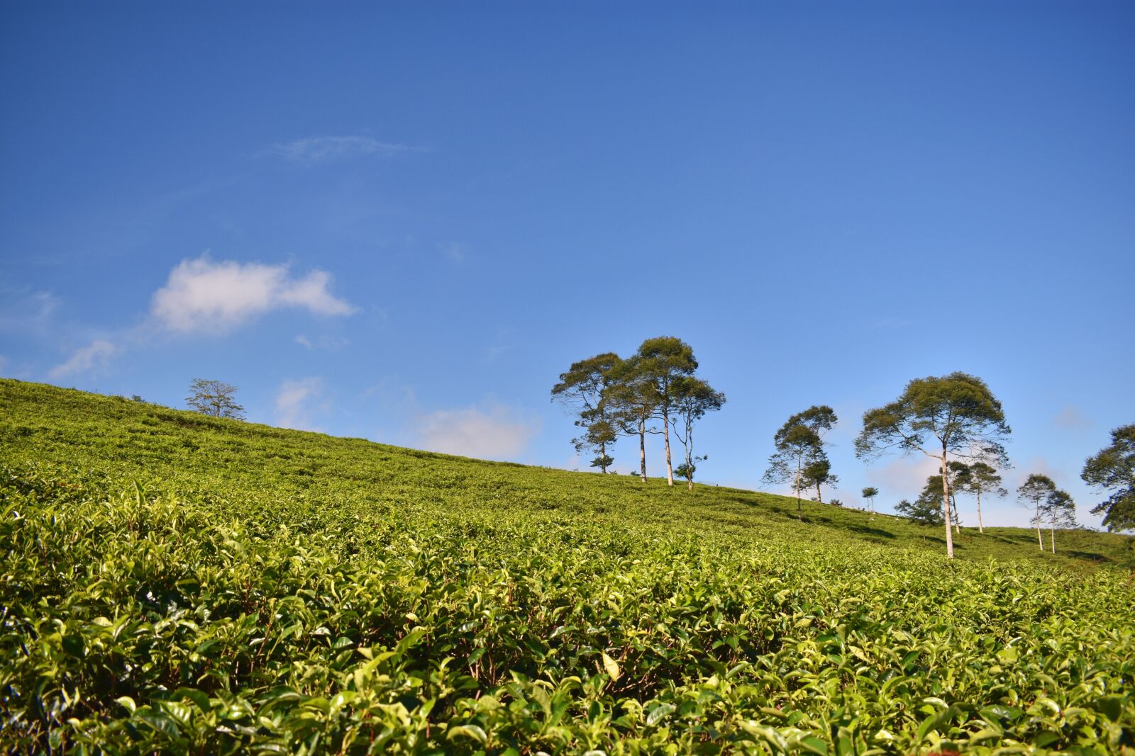 Nikon D3400 sample photo. Tea plantation, tea, landscape photography