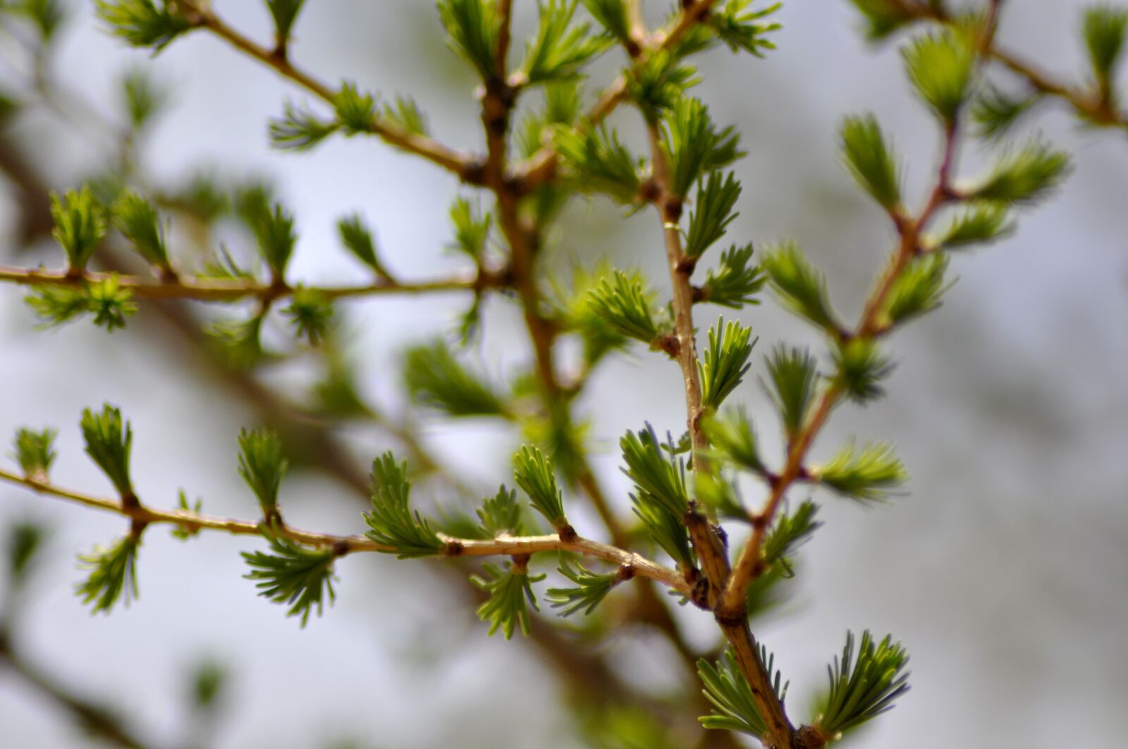 Nikon D90 sample photo. Larch, tree, branch photography