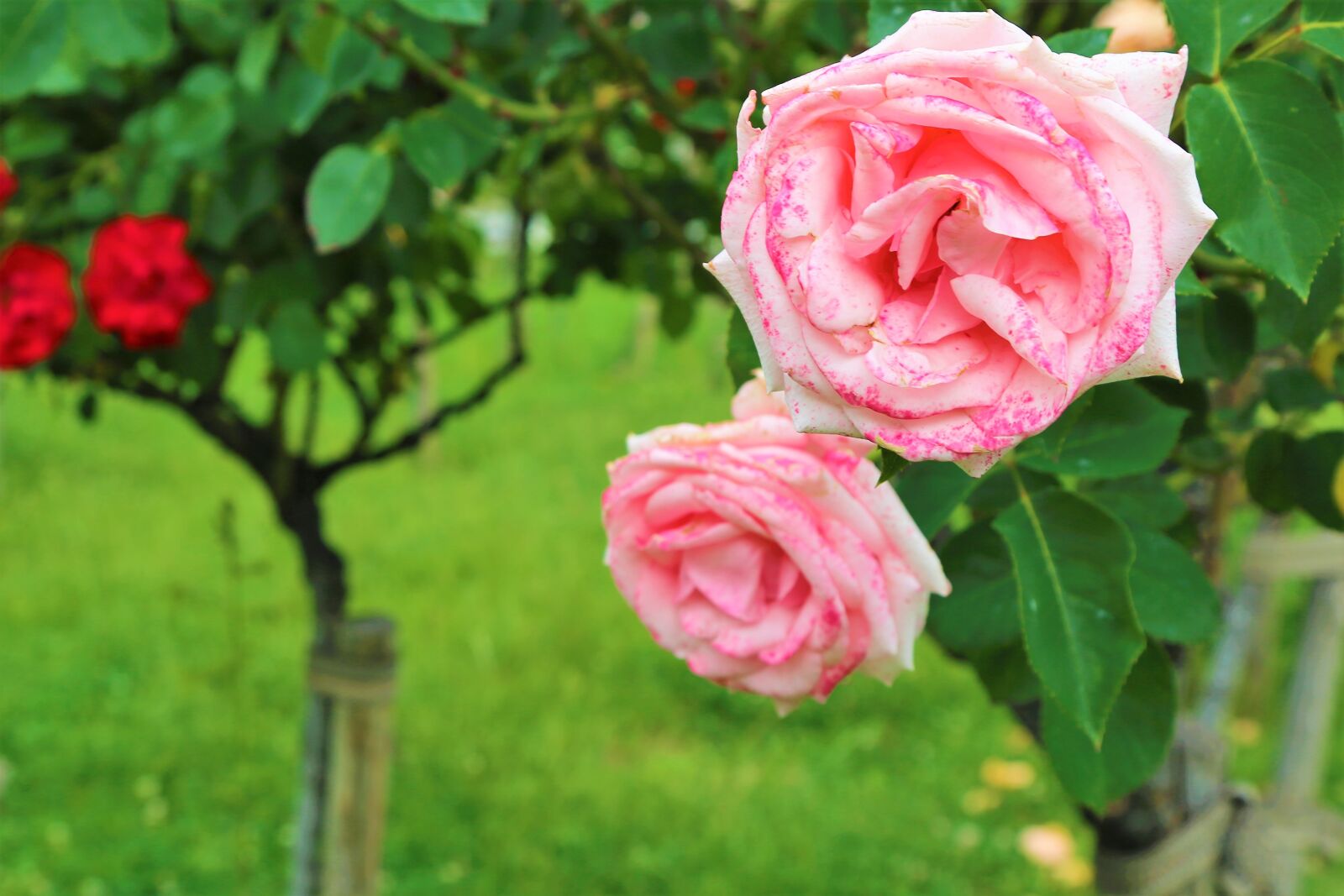Canon EOS 5D Mark III sample photo. Rose, spring, flower photography