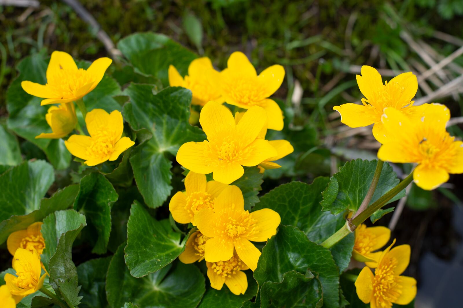 Nikon D7100 sample photo. Feral, flowers, wild flowers photography